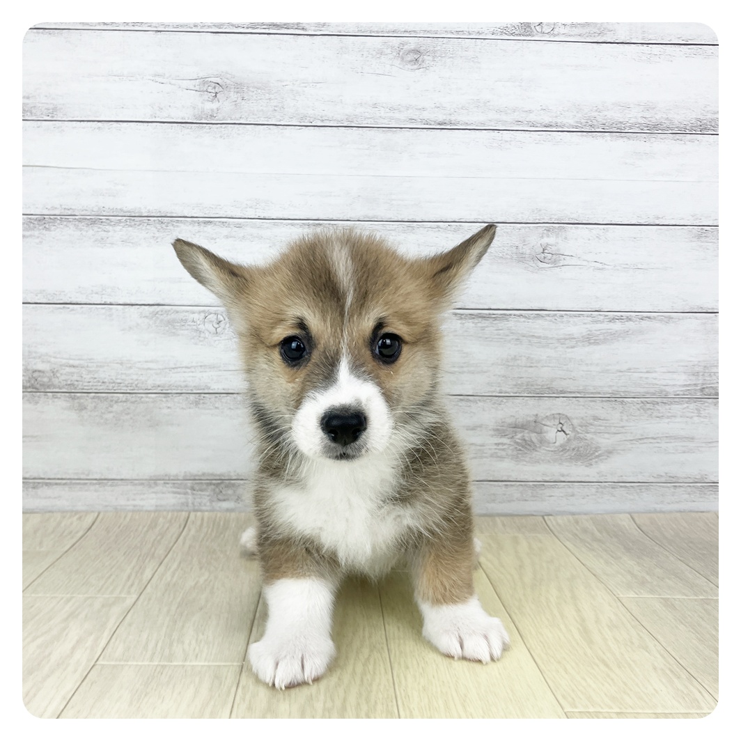 コーギー男の子の写真