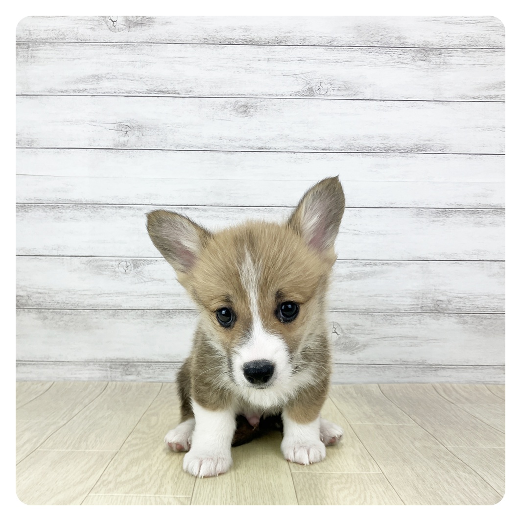 大阪府のウェルシュコーギーペンブローク (犬の家＆猫の里吹田店/2025年11月29日生まれ/男の子/レッドホワイト)の子犬の2枚目の画像