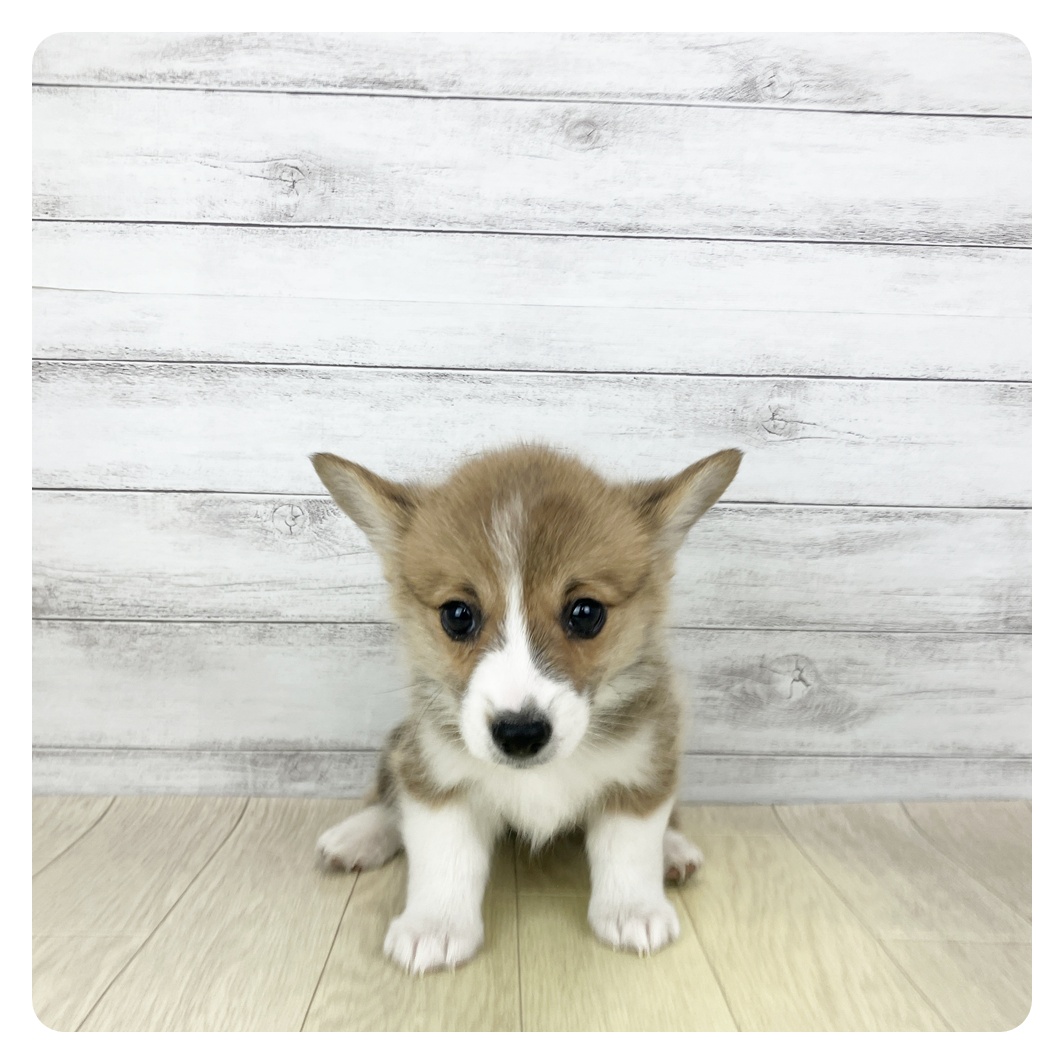 コーギー女の子の写真