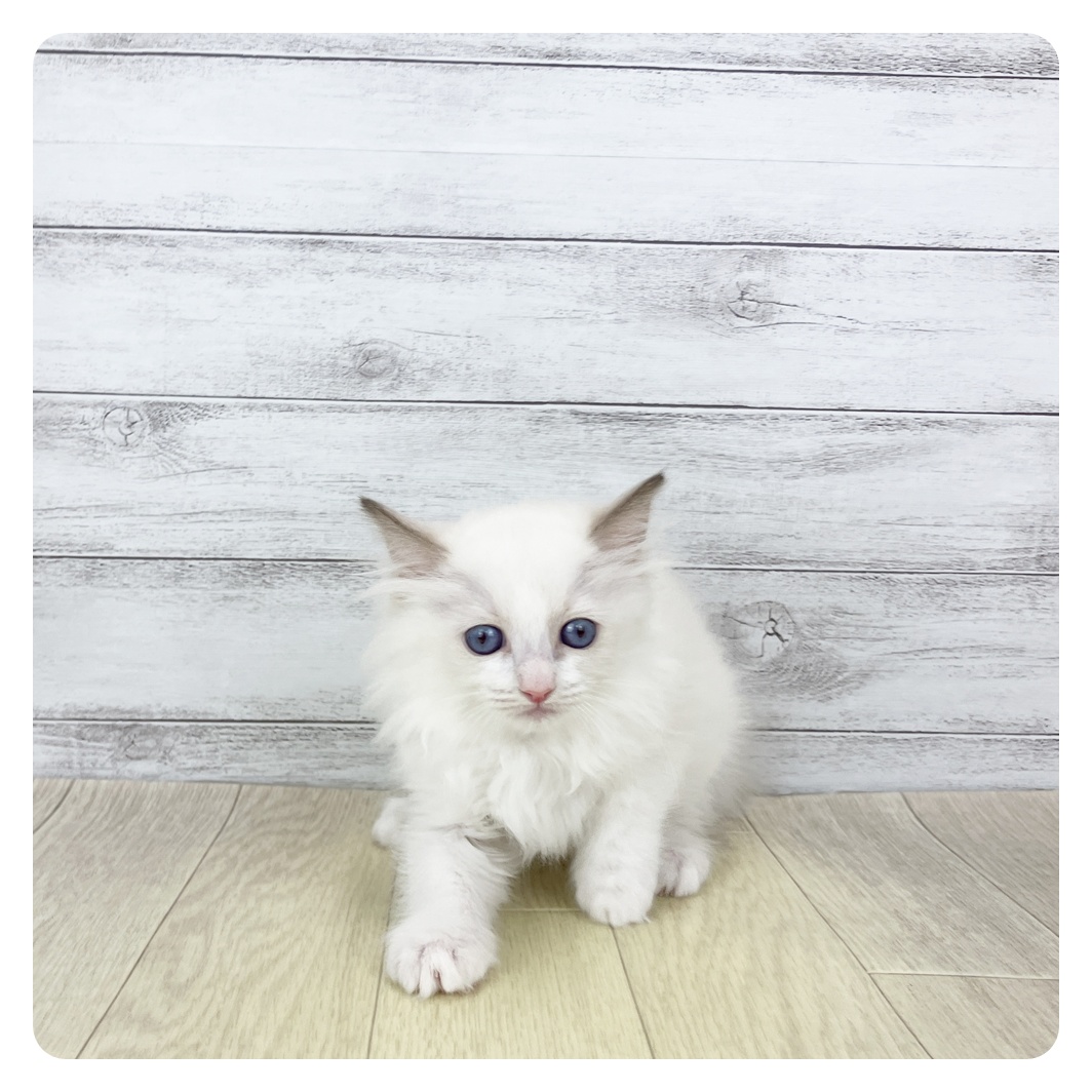 ラグドール女の子の写真