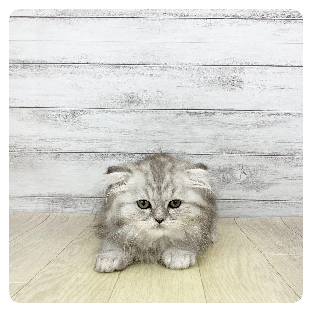 スコティッシュフォールド男の子の写真