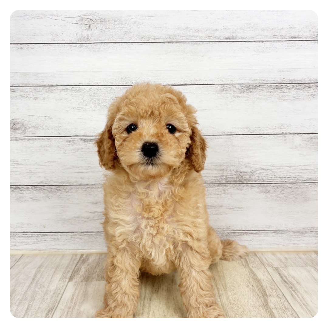 トイプードル女の子の写真