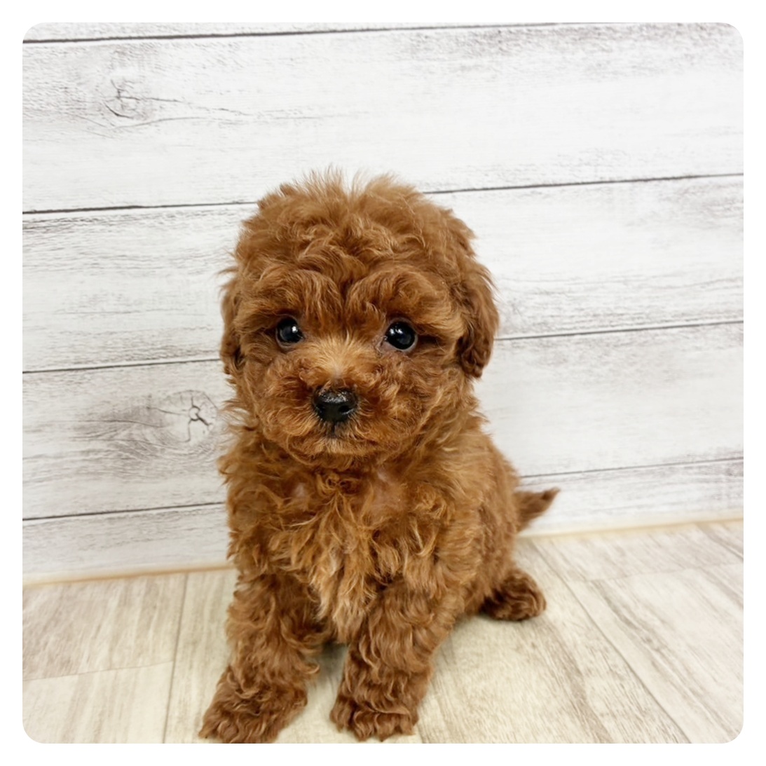 タイニープードル男の子の写真