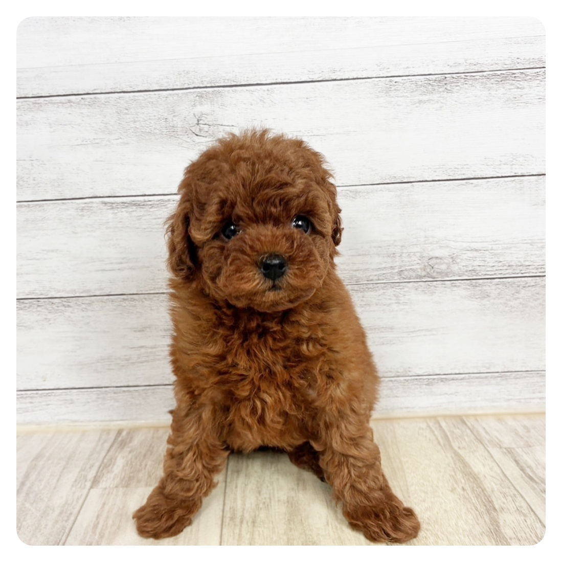 トイプードル女の子の写真