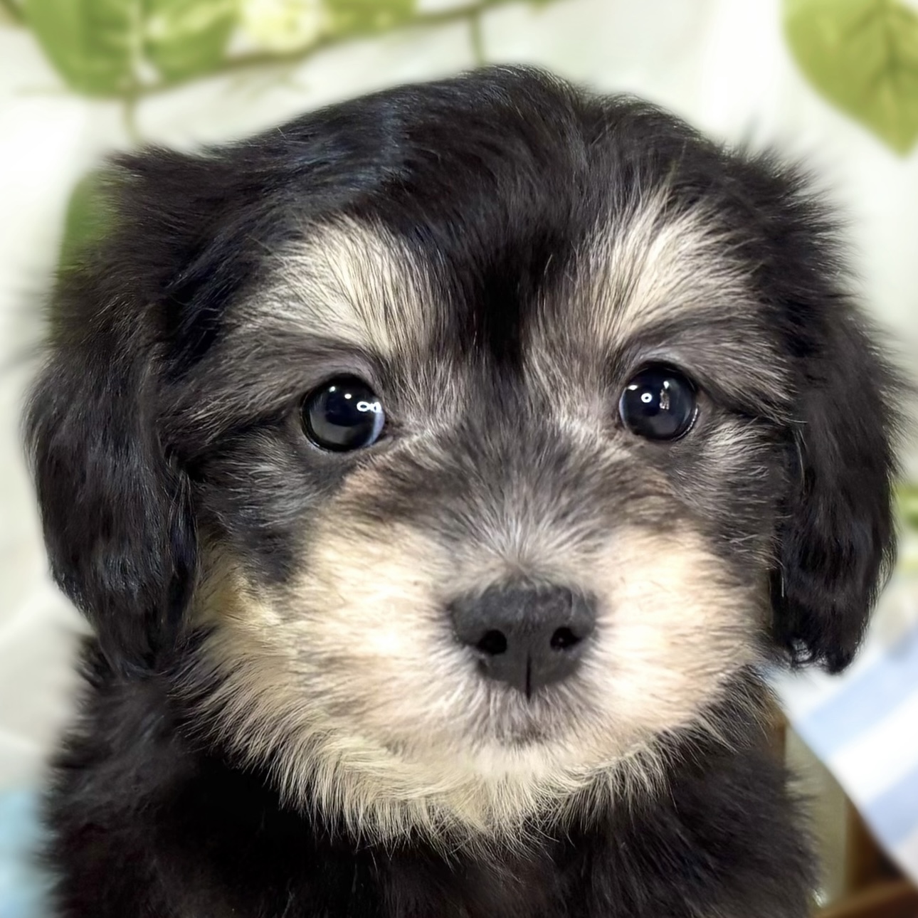 ハーフ犬男の子の写真