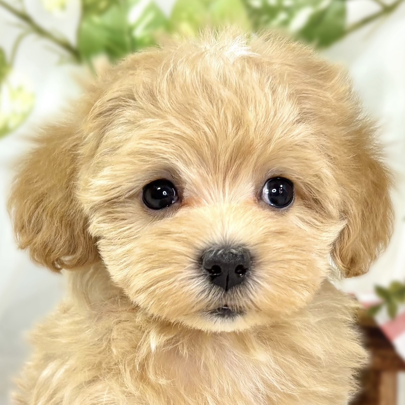 ハーフ犬女の子の写真