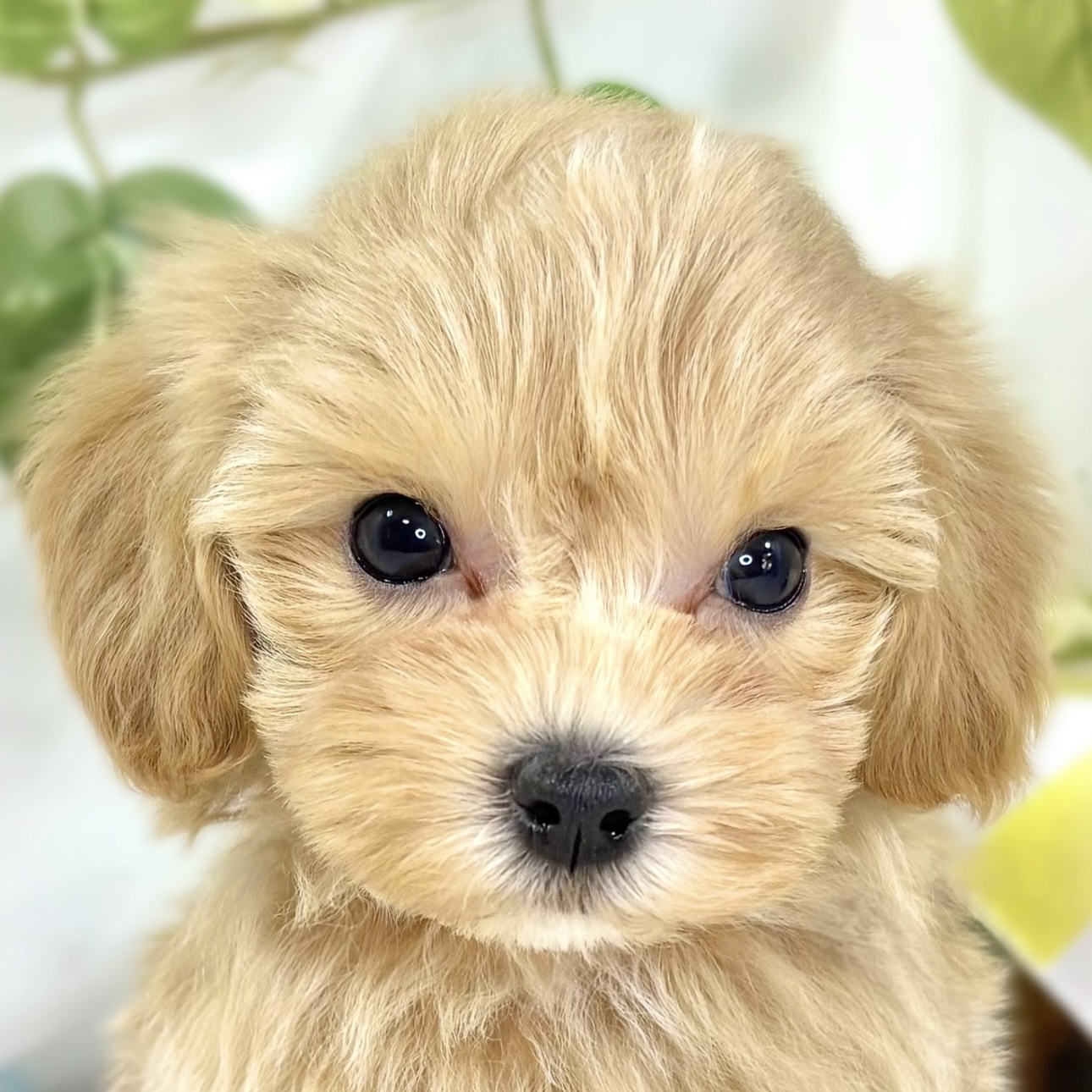 ハーフ犬男の子の写真