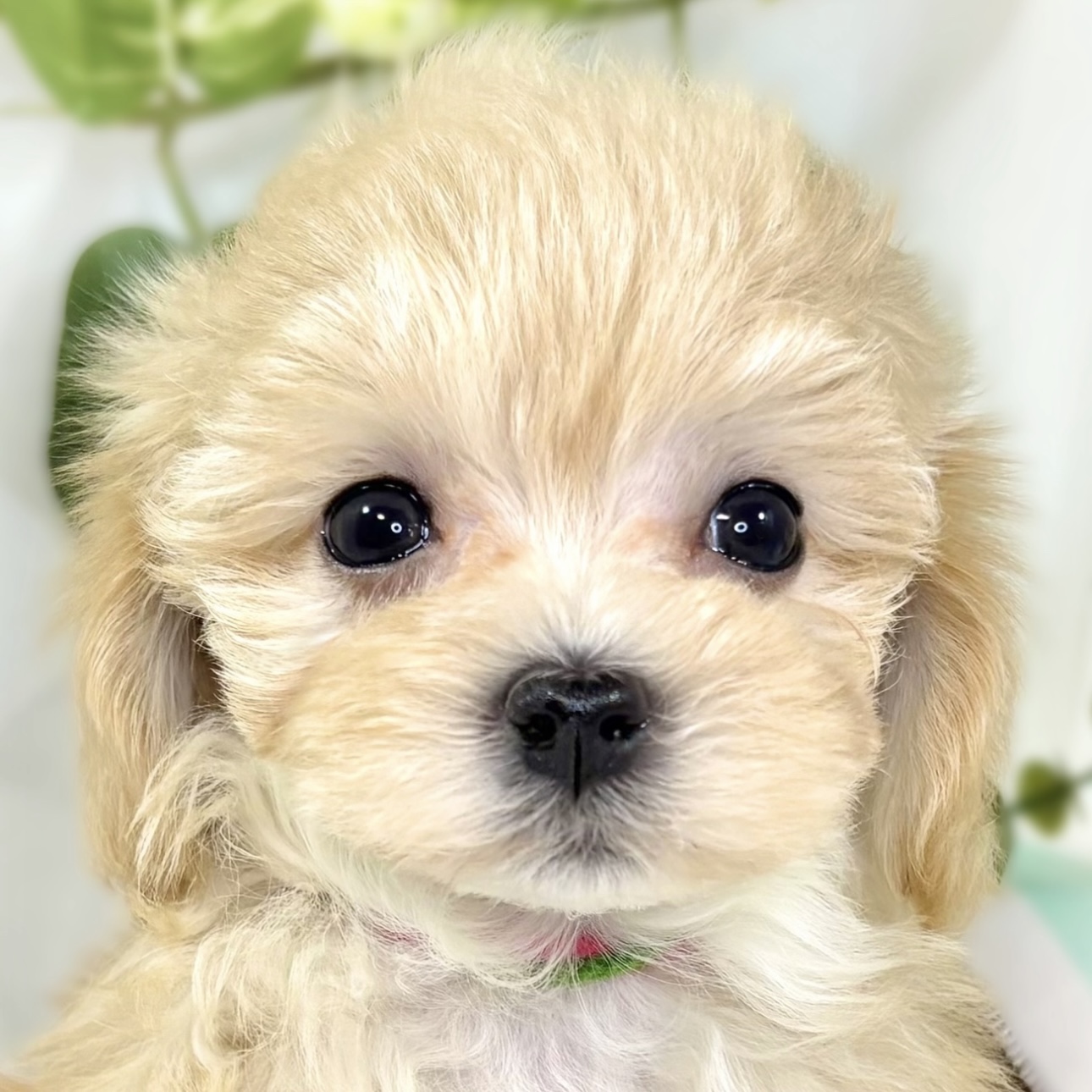 ハーフ犬女の子の写真