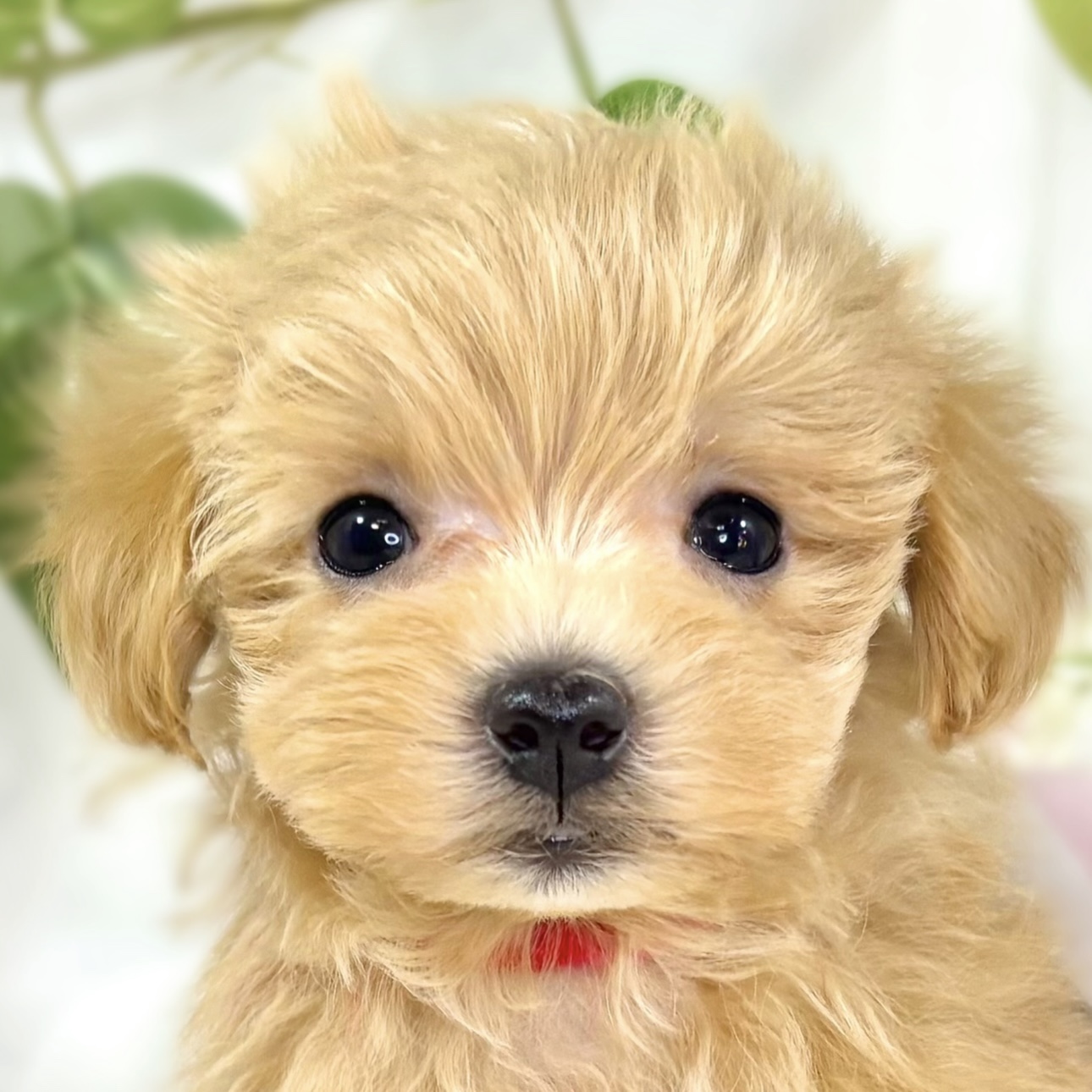 ハーフ犬男の子の写真