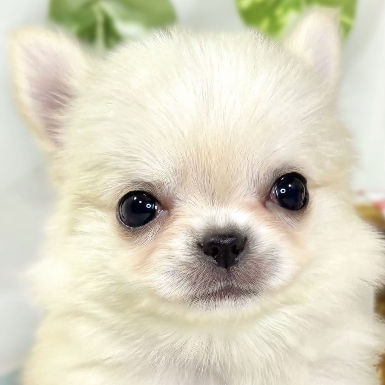 チワワ（ロング）女の子の写真