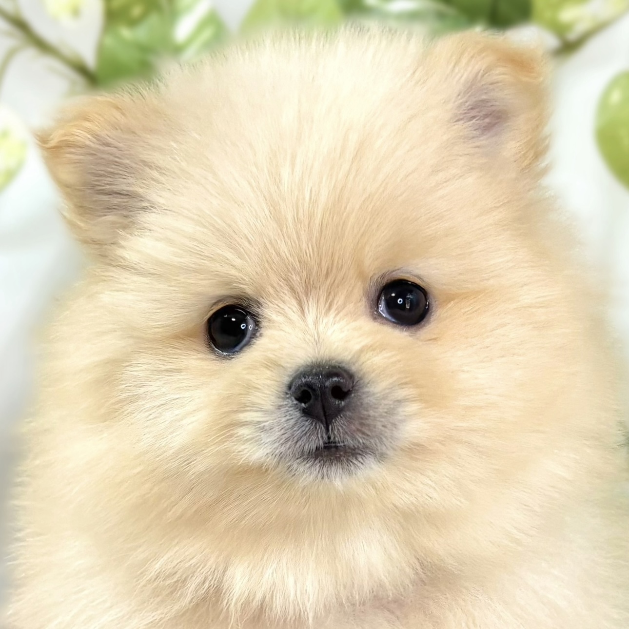 富山県のポメラニアン (犬の家＆猫の里富山店/2025年11月29日生まれ/女の子/クリーム)の子犬