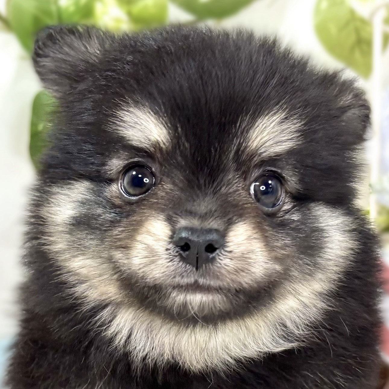 ハーフ犬男の子の写真