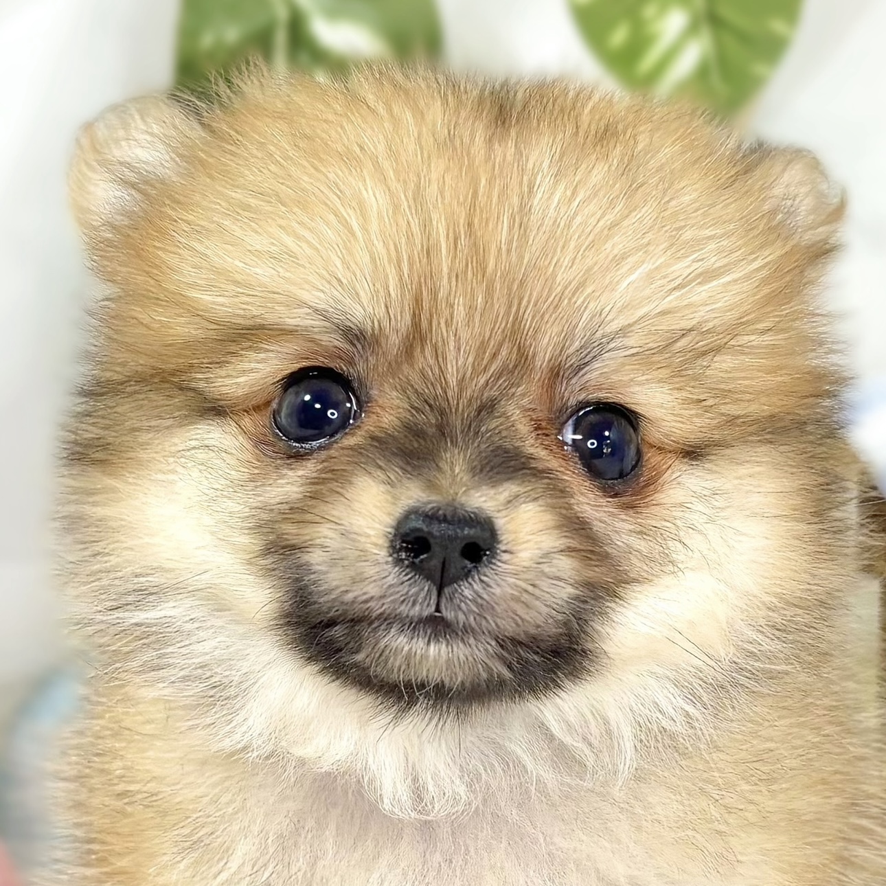 ハーフ犬女の子の写真