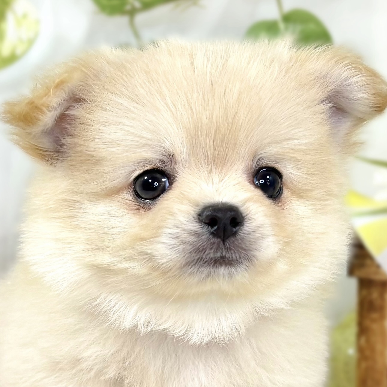 ハーフ犬男の子の写真