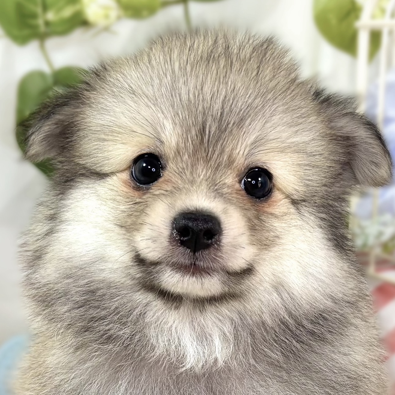 ハーフ犬男の子の写真