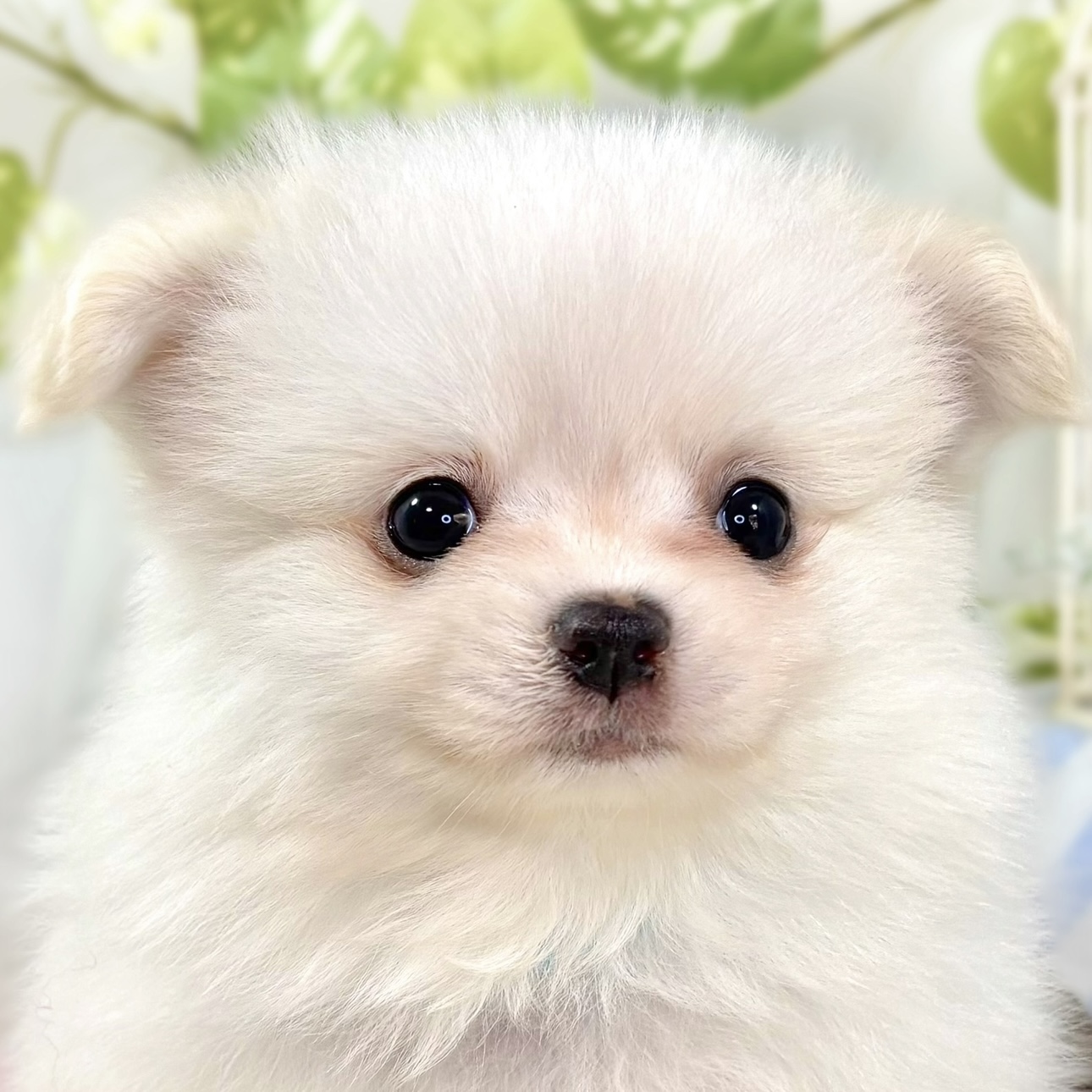 ハーフ犬男の子の写真