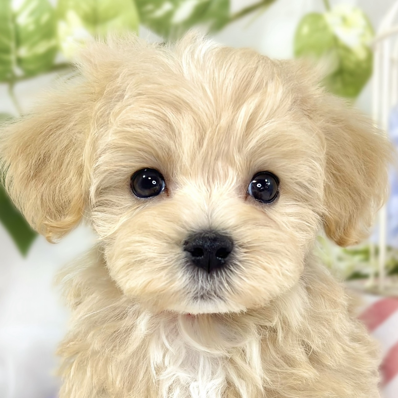 ハーフ犬男の子の写真