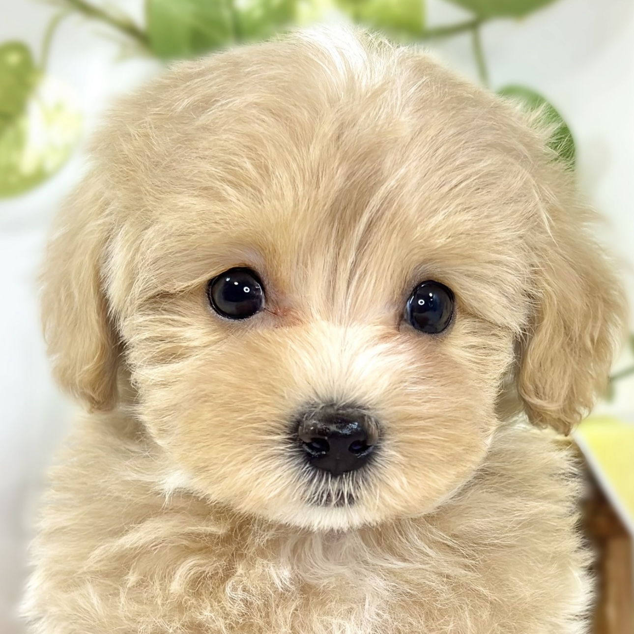 ハーフ犬女の子の写真