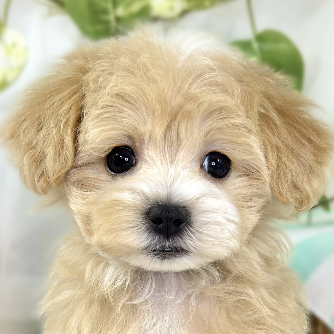 ハーフ犬女の子の写真