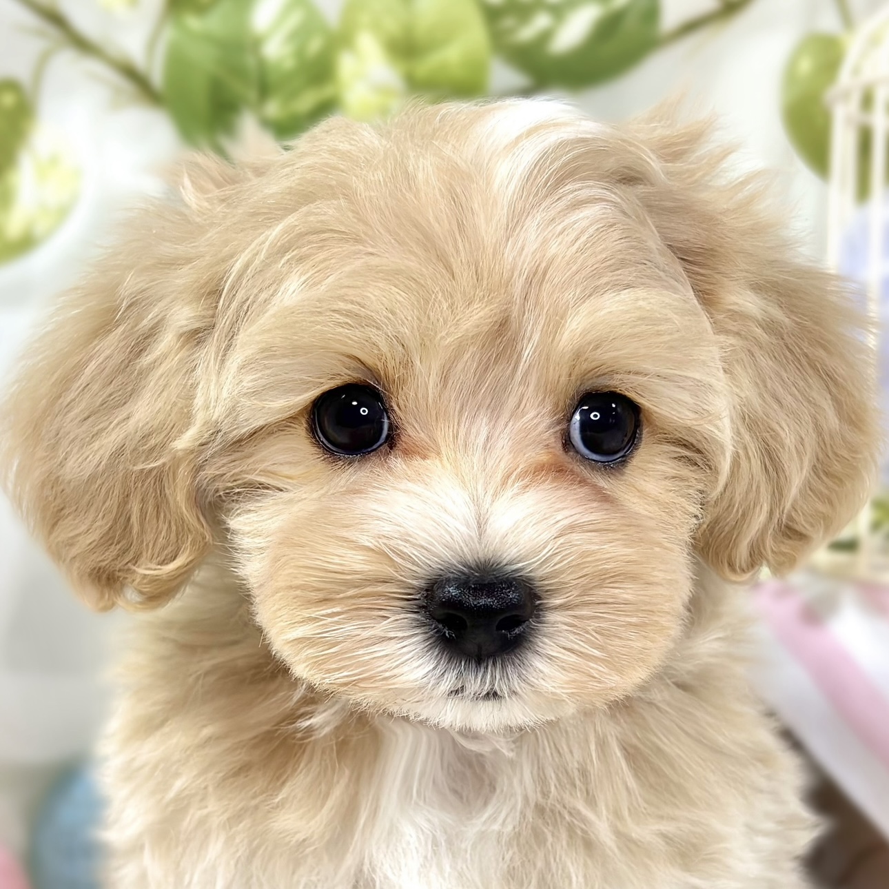 ハーフ犬男の子の写真