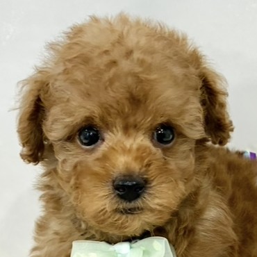 トイプードル男の子の写真