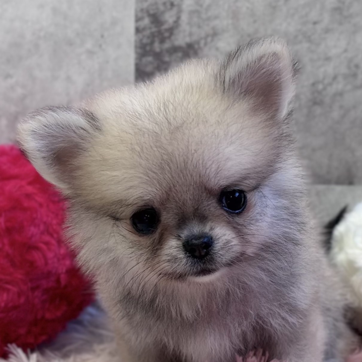 ハーフ犬女の子の写真