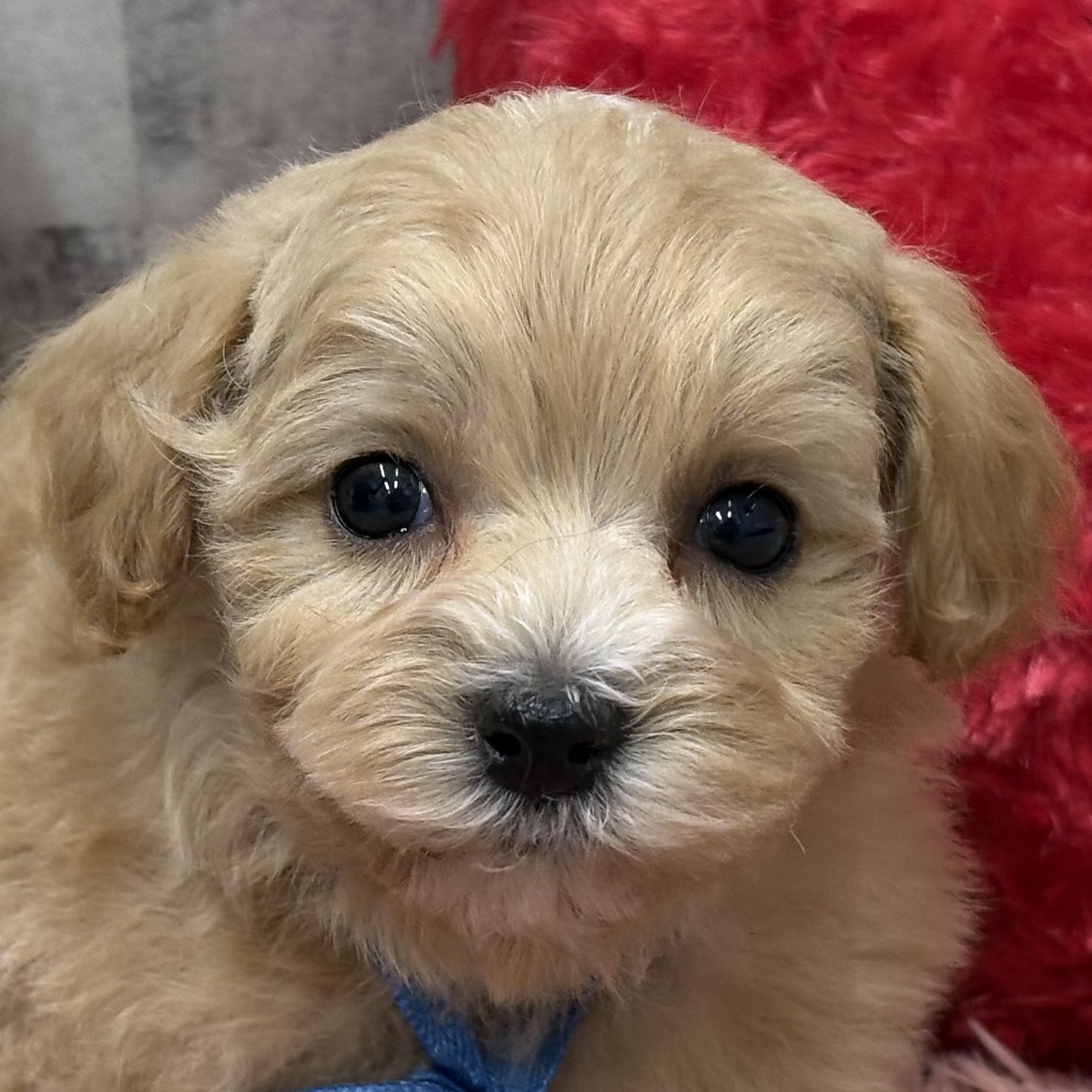 ハーフ犬男の子の写真