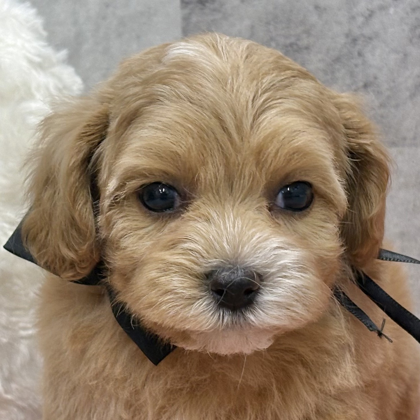 ハーフ犬女の子の写真