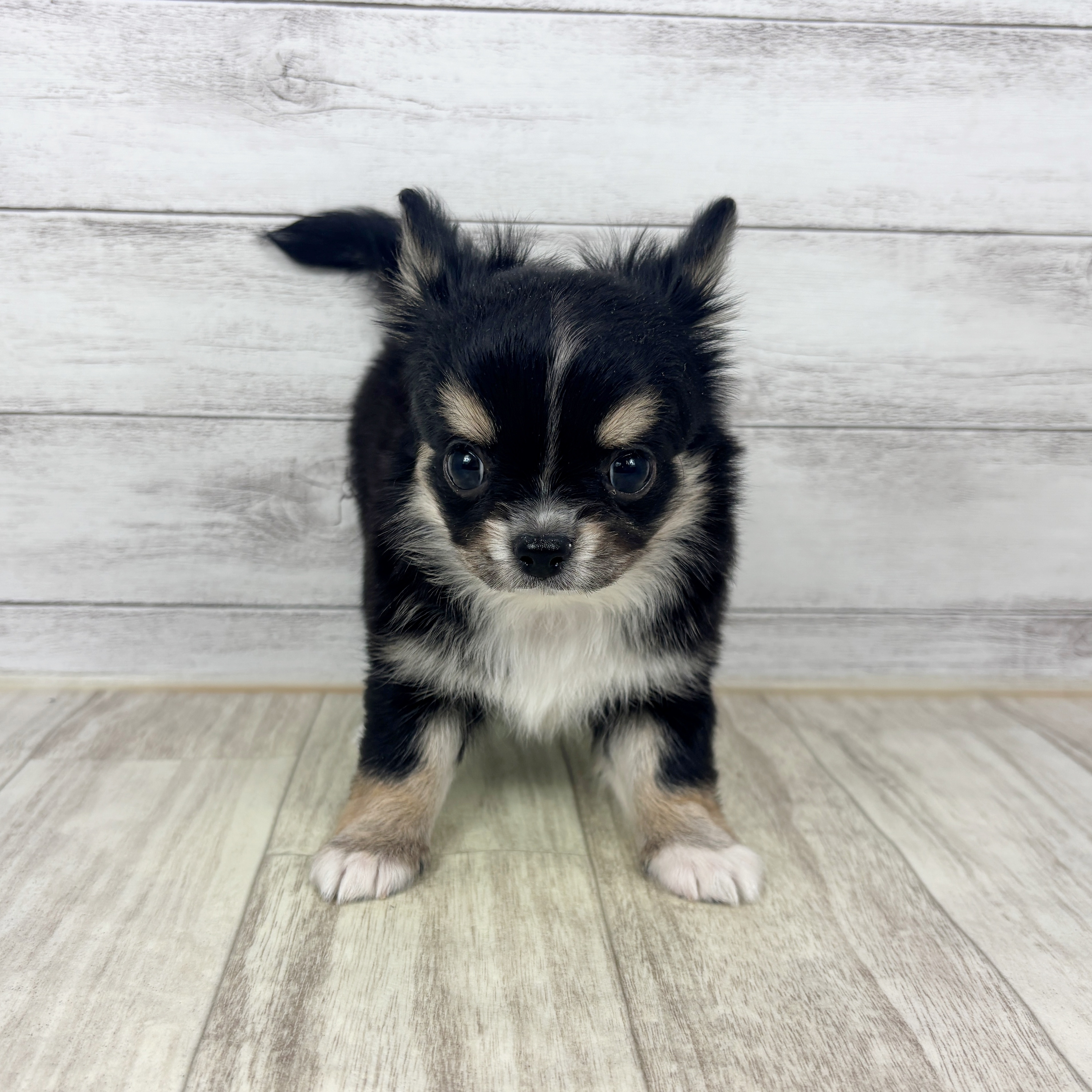 チワワ（ロング）女の子の写真