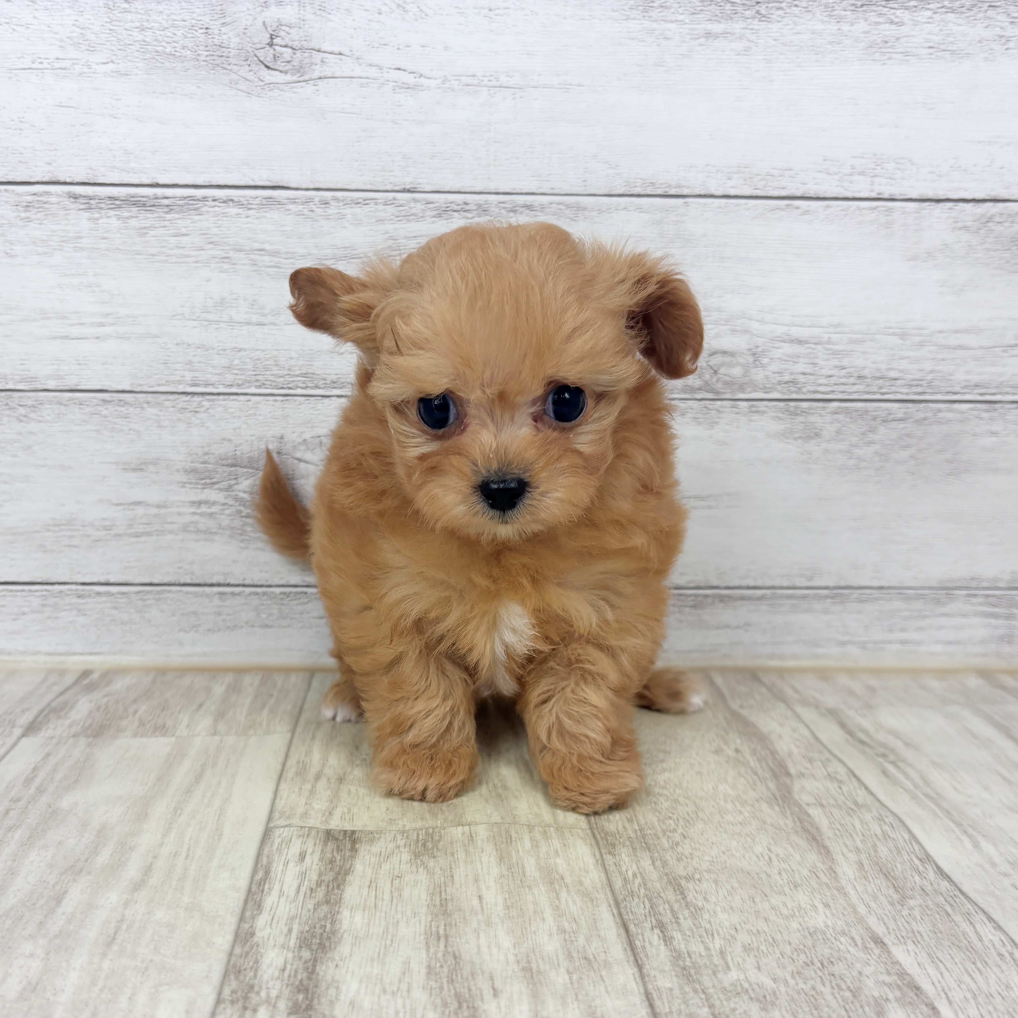 ハーフ犬男の子の写真