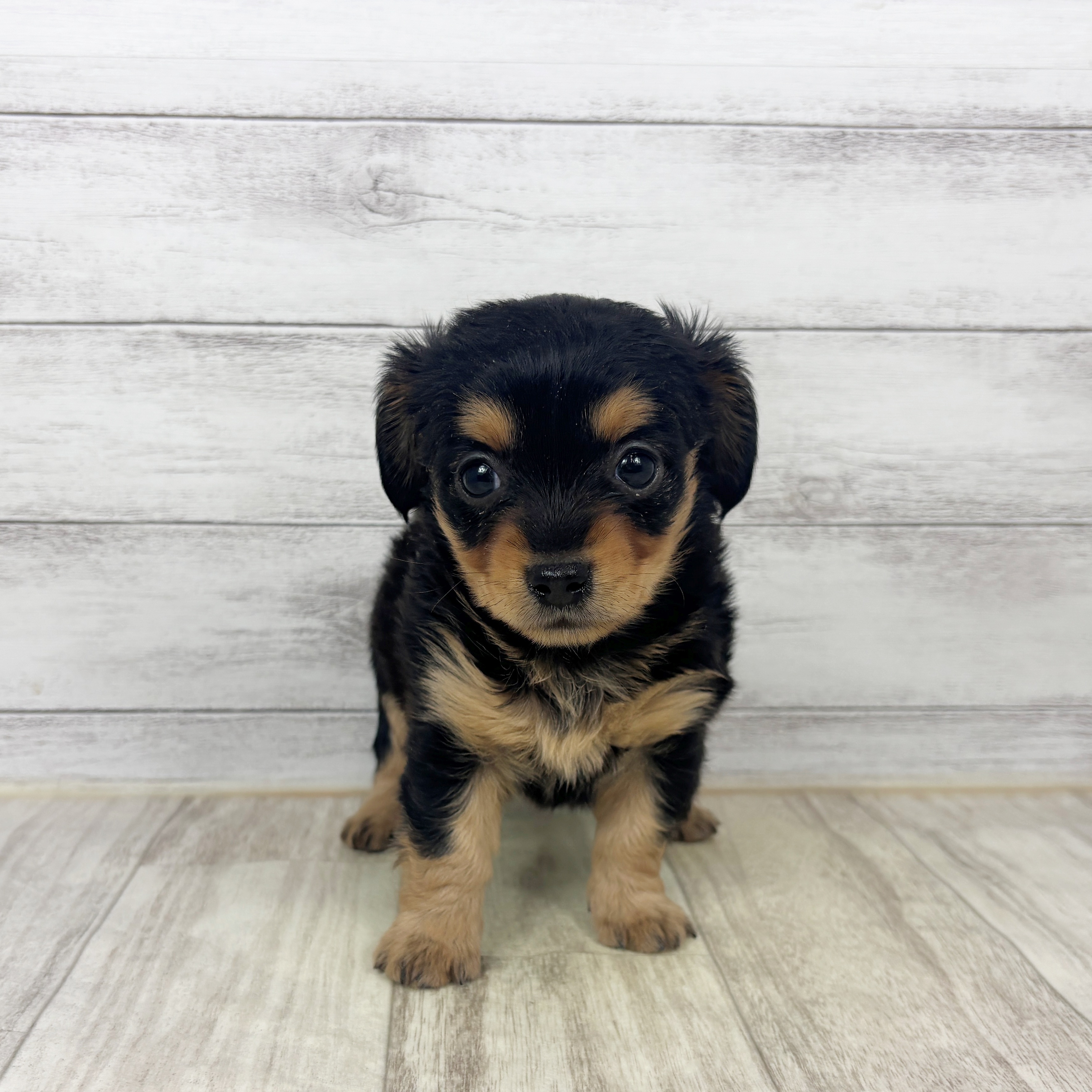 ハーフ犬女の子の写真