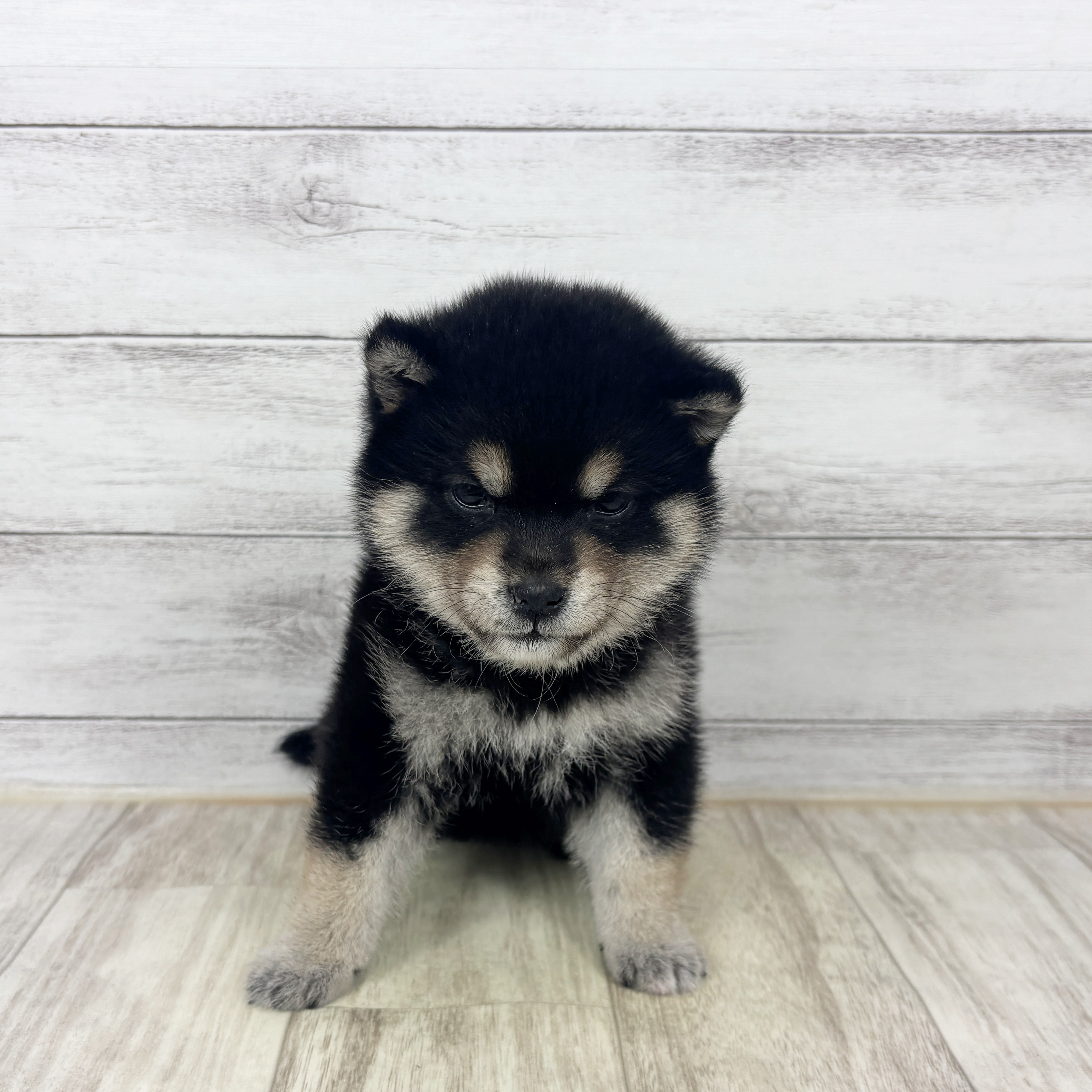 豆柴女の子の写真