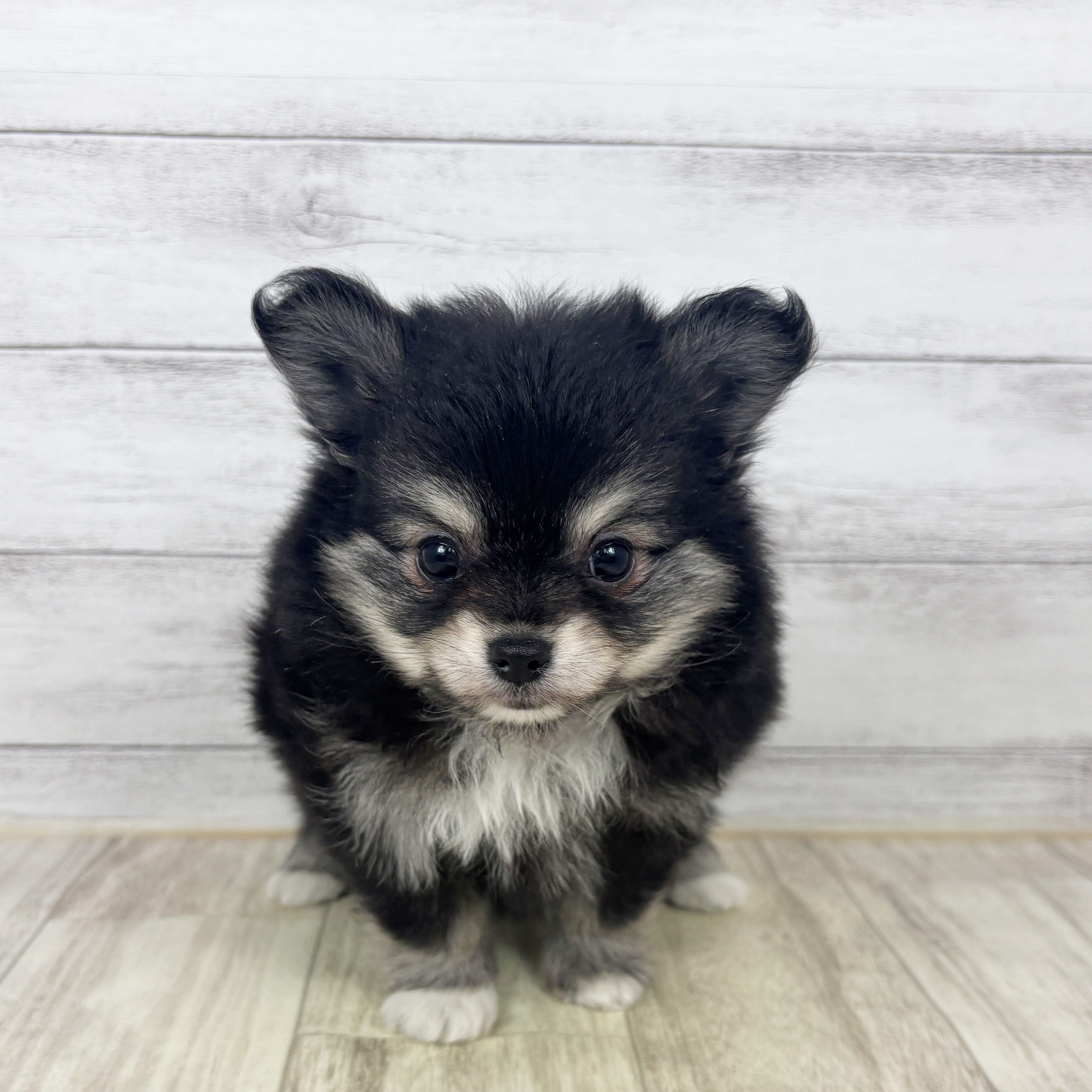 兵庫県のポメチワ/チワポメ/ポメチー(ポメラニアン×チワワ) (犬の家＆猫の里川西店/2025年11月30日生まれ/男の子/ブラッククリーム)の子犬