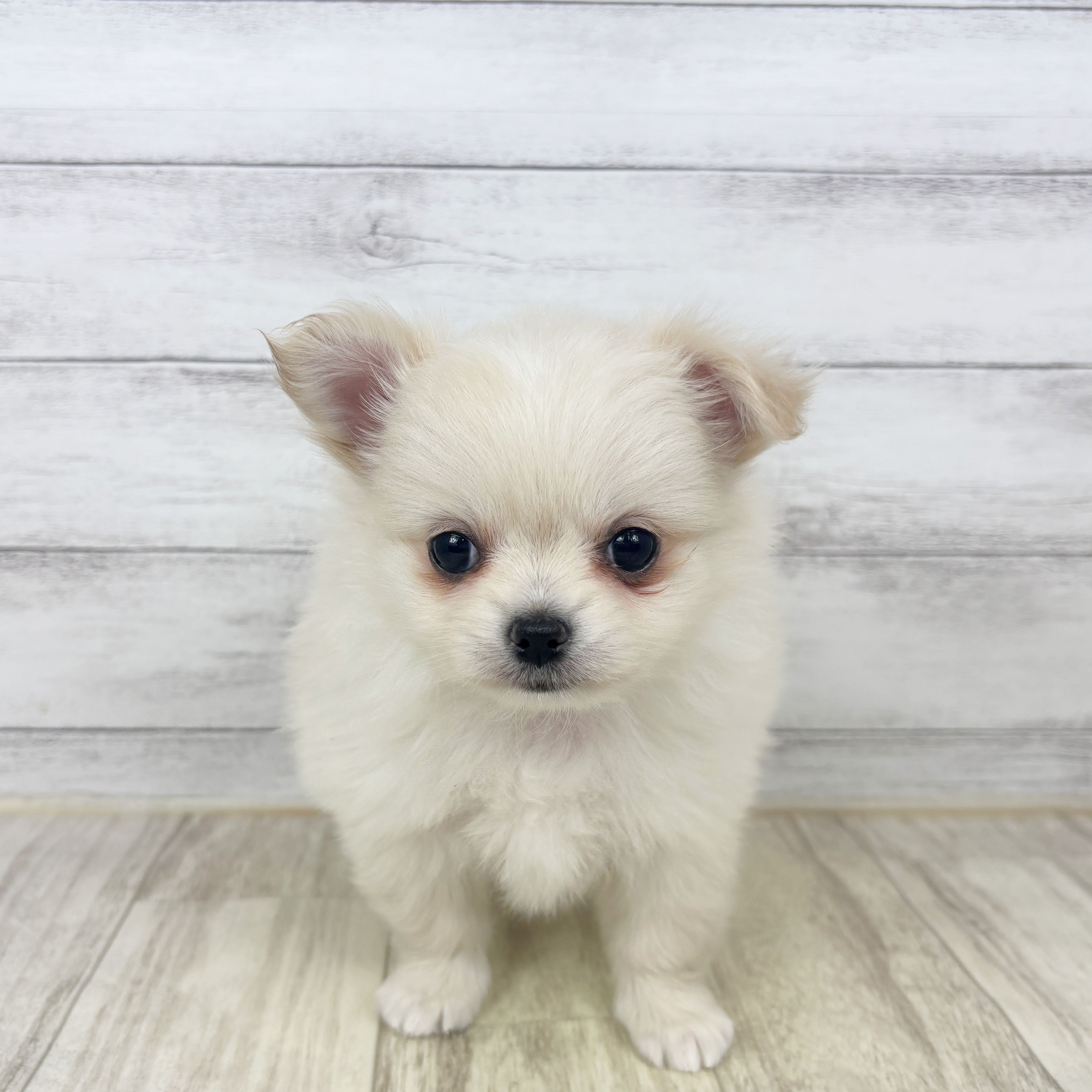 ハーフ犬女の子の写真