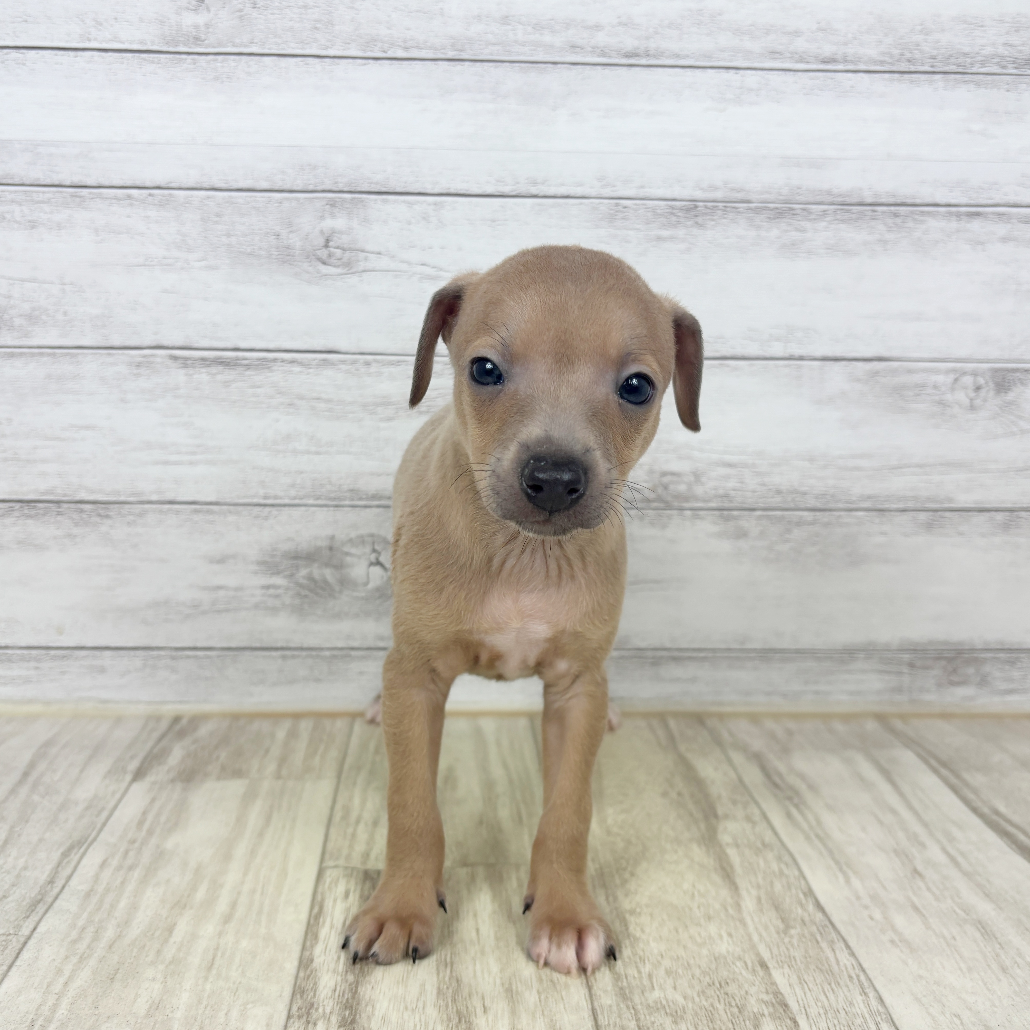 イタリアングレーハウンド女の子の写真