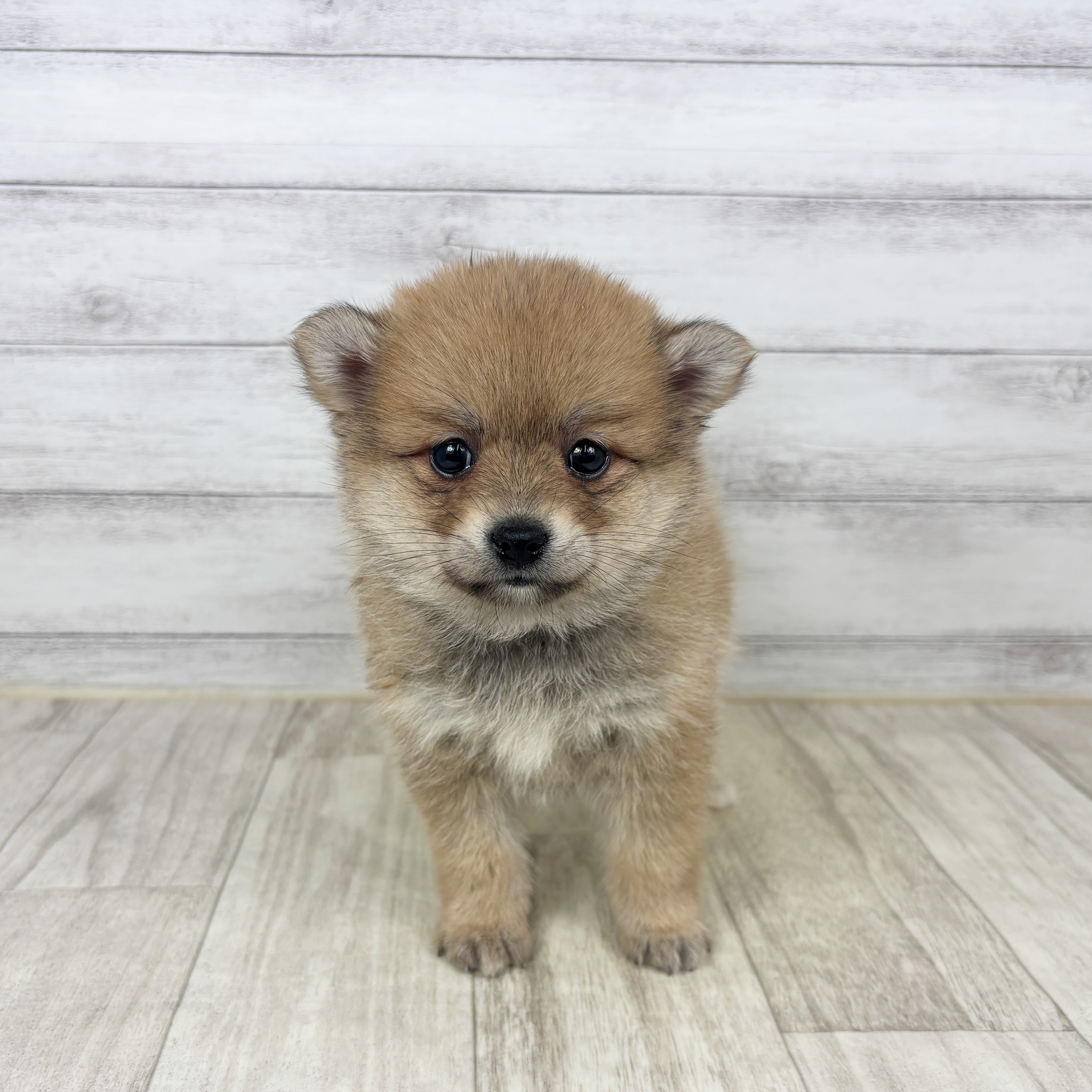 ハーフ犬女の子の写真