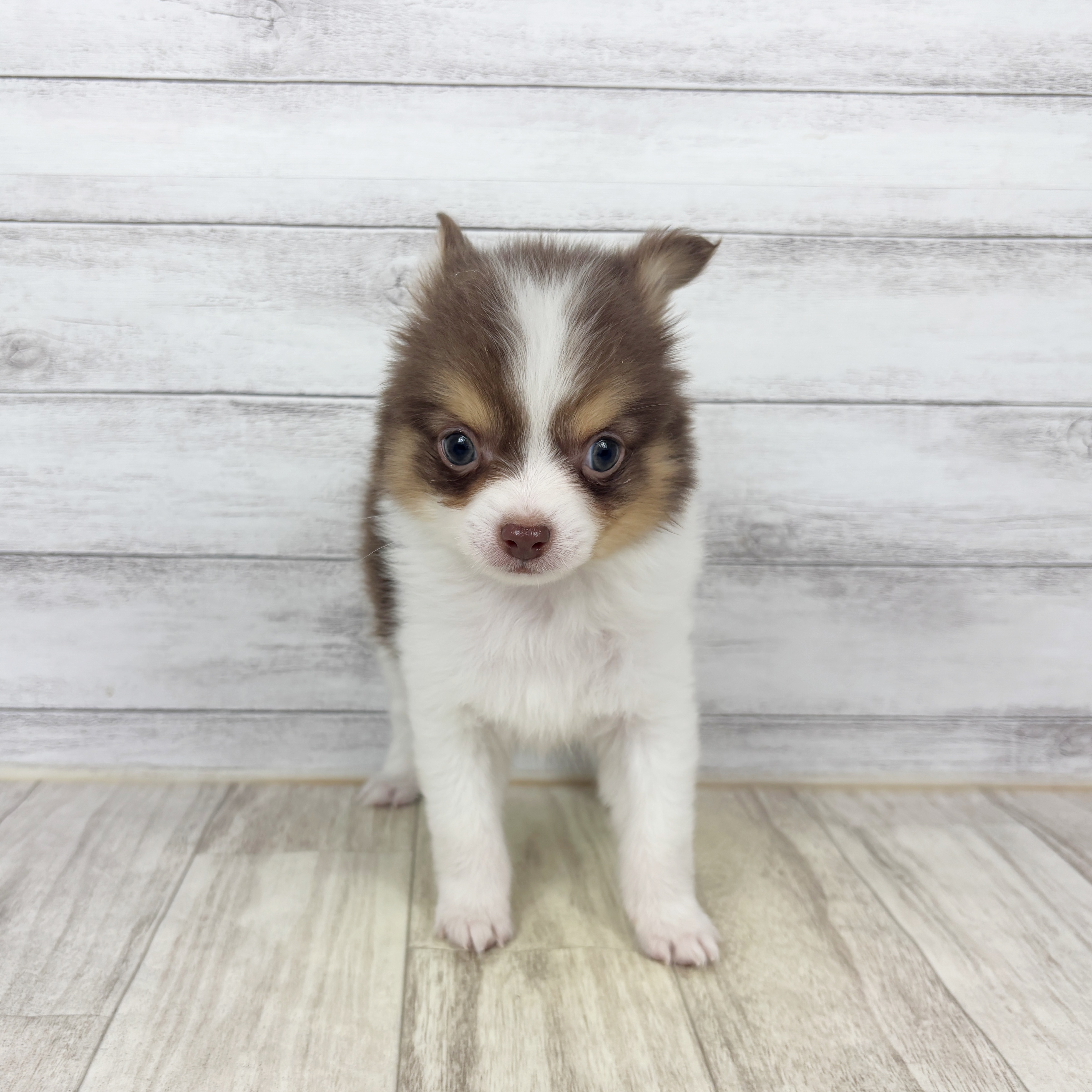 兵庫県のポメチワ/チワポメ/ポメチー(ポメラニアン×チワワ) (犬の家＆猫の里川西店/2025年11月28日生まれ/男の子/チョコレートタンホワイト)の子犬