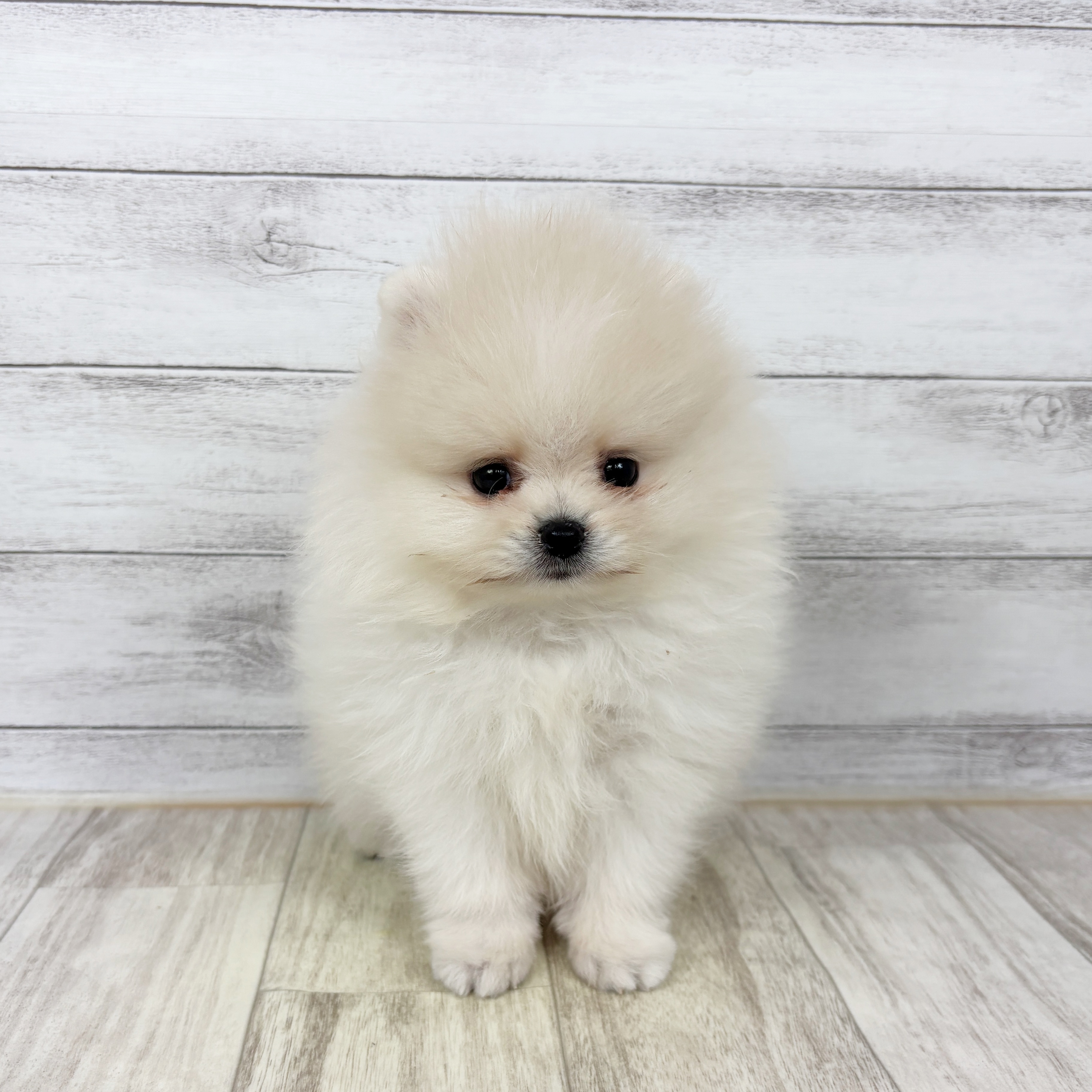 兵庫県のポメラニアン (犬の家＆猫の里川西店/2025年11月27日生まれ/男の子/ホワイト)の子犬