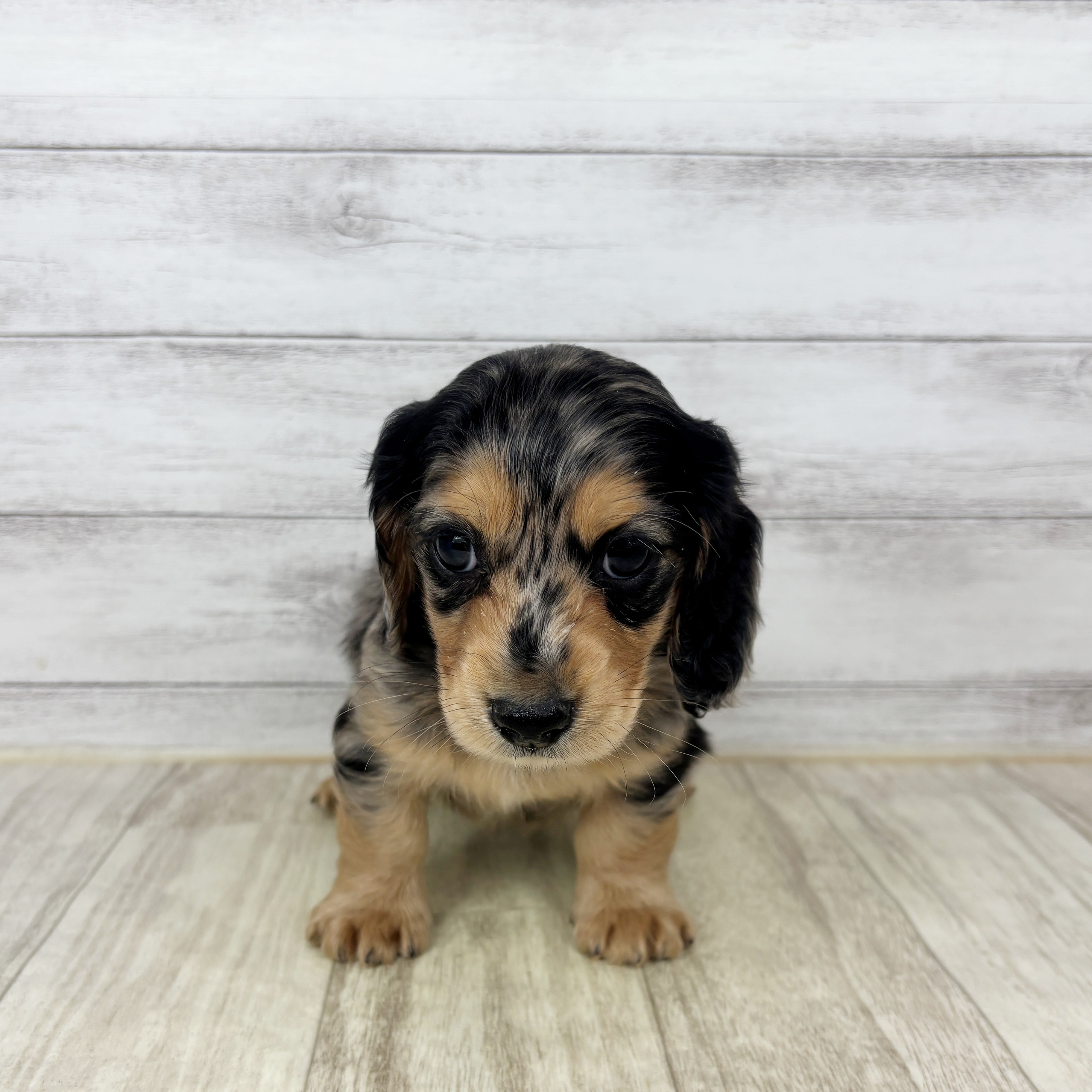 ミニチュアダックス男の子の写真