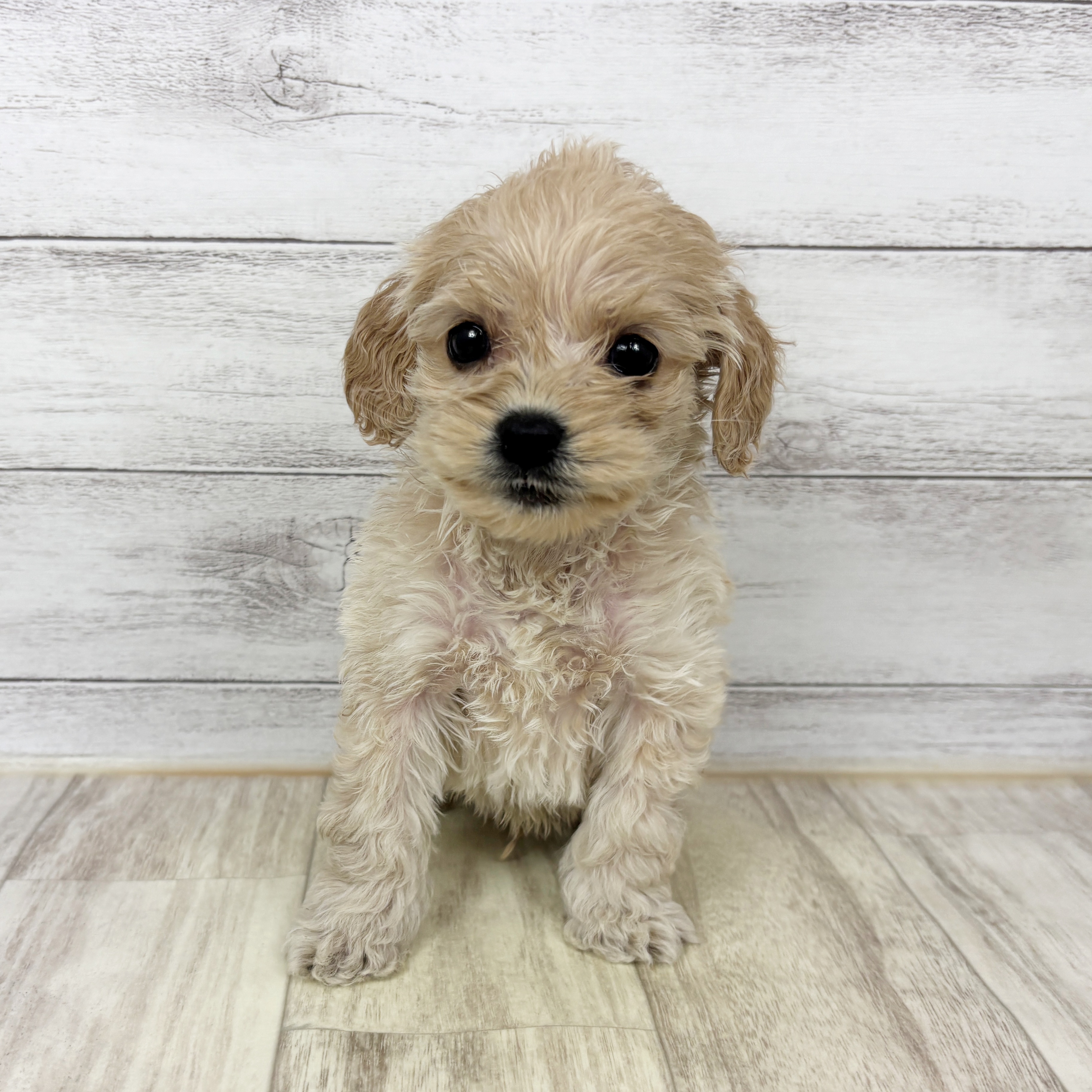 ハーフ犬男の子の写真