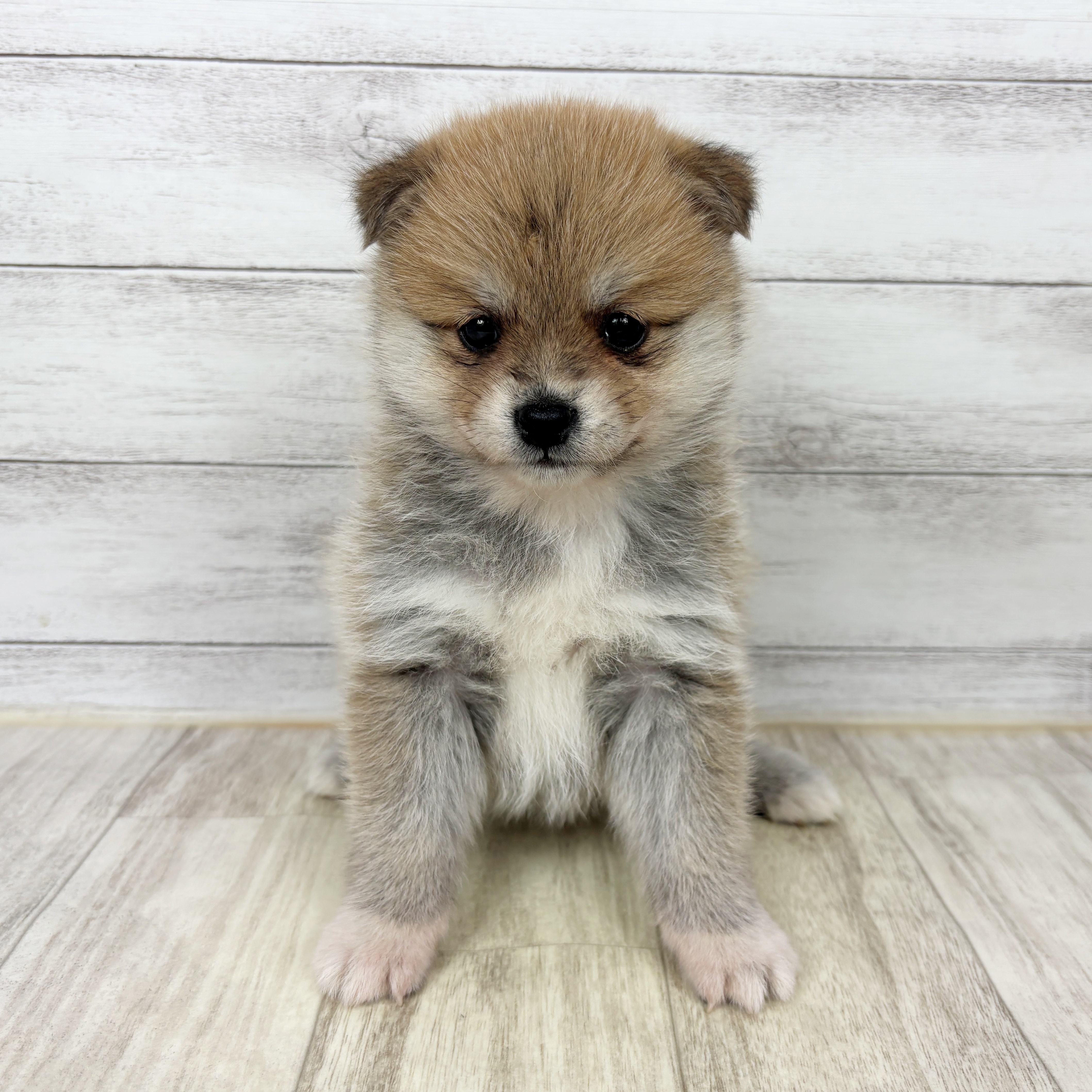 ハーフ犬女の子の写真