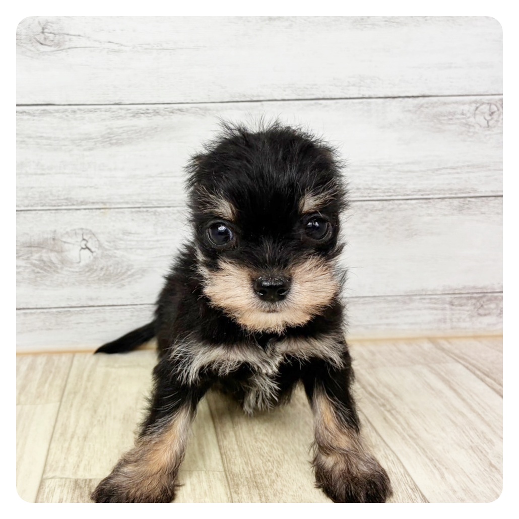 ハーフ犬男の子の写真