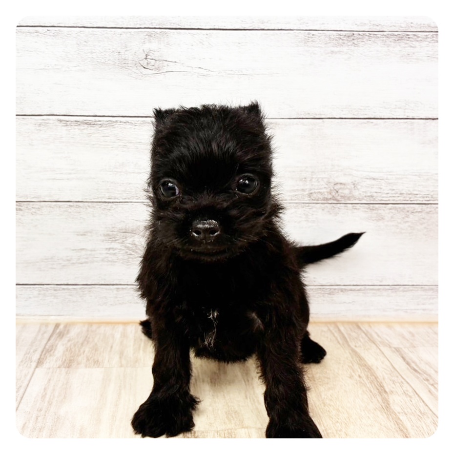 兵庫県のハーフ犬・ミックス犬 (犬の家＆猫の里川西店/2025年11月29日生まれ/男の子/ブラック)の子犬