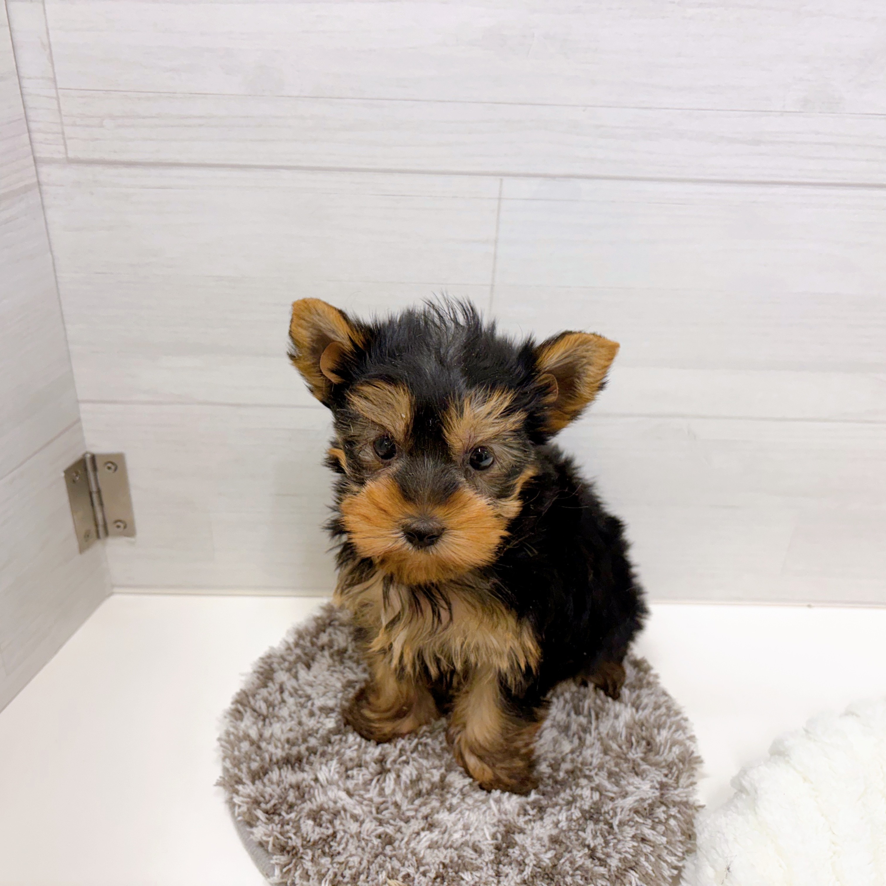 ヨークシャーテリア男の子の写真