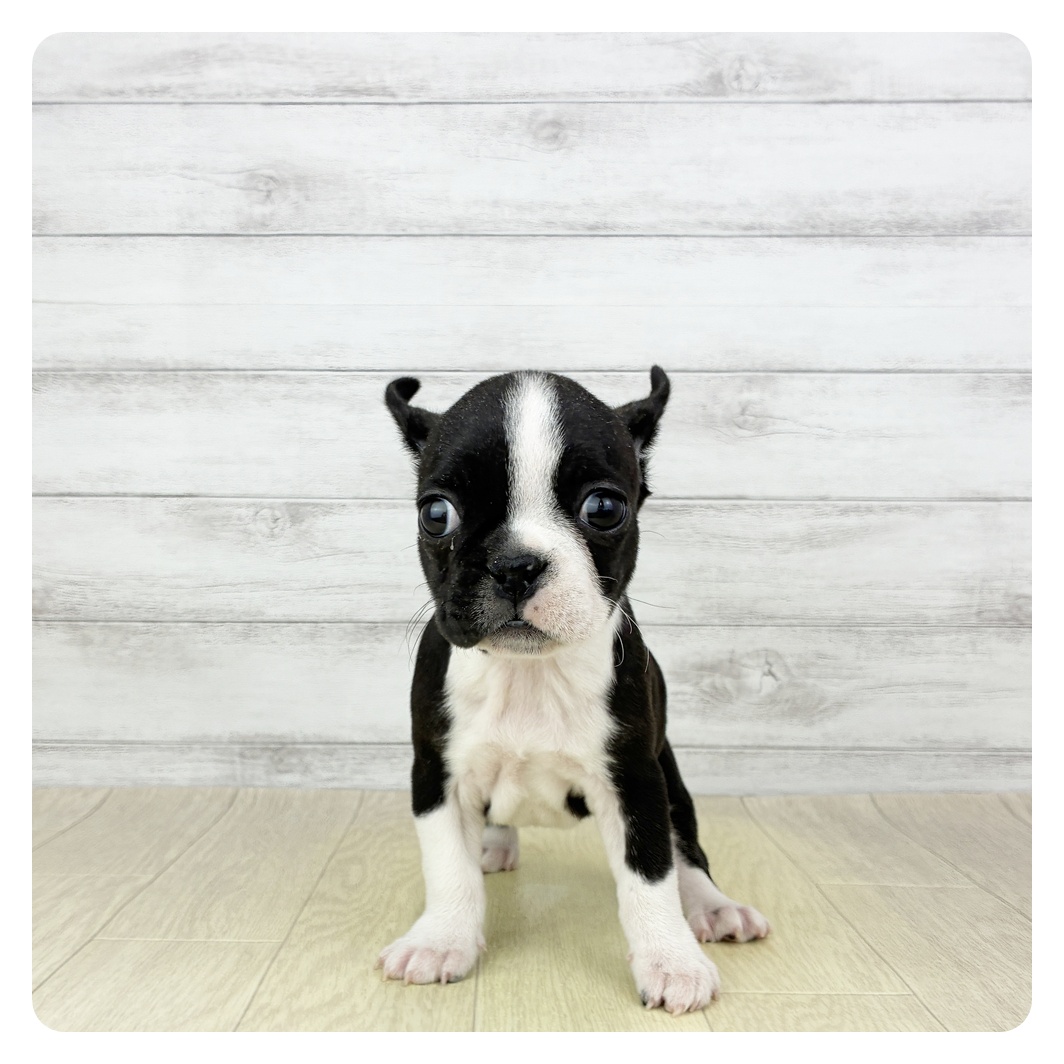 愛知県のハーフ犬・ミックス犬 (犬の家＆猫の里春日井本店/2025年11月25日生まれ/女の子/ブリンドルホワイト)の子犬