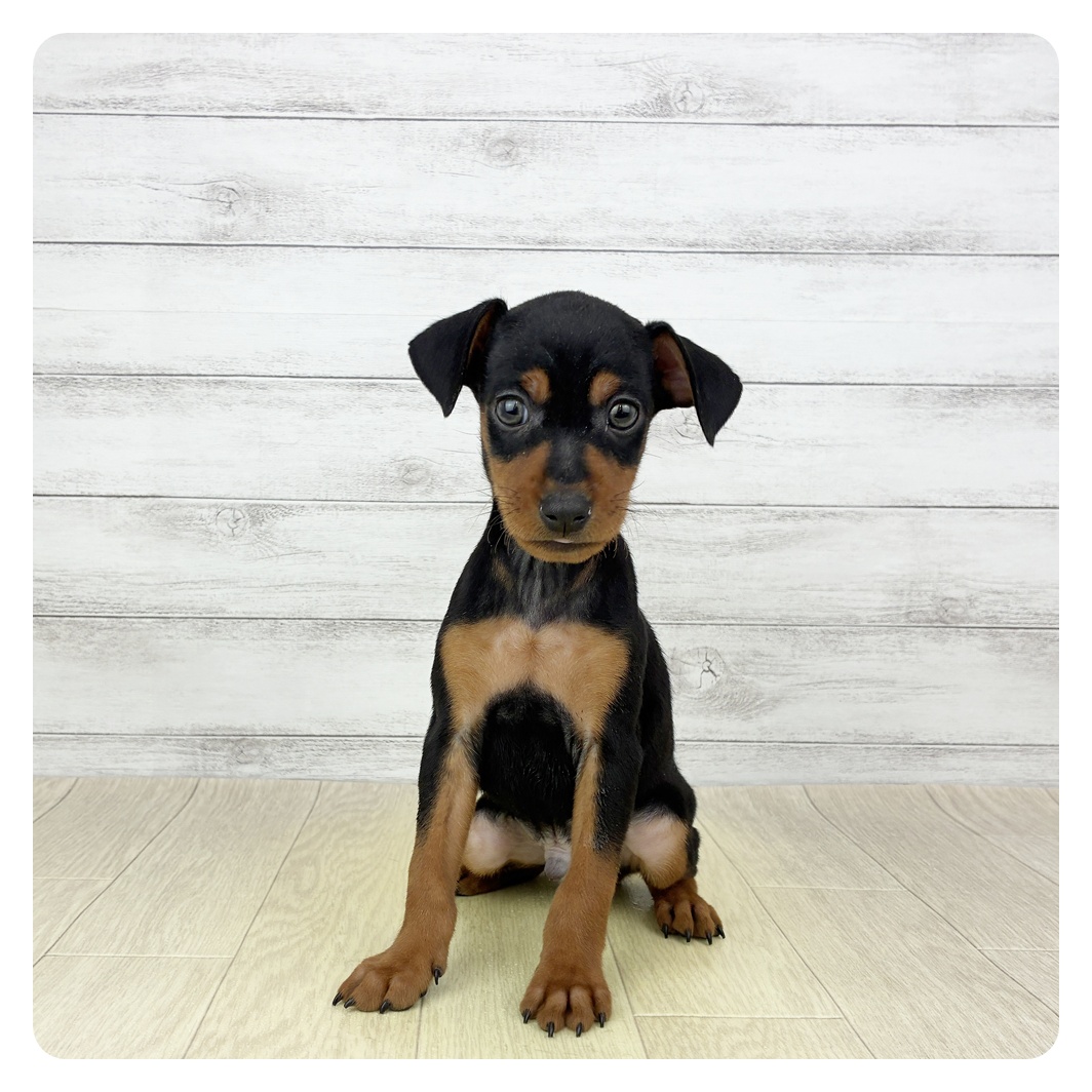 ミニチュアピンシャー男の子の写真