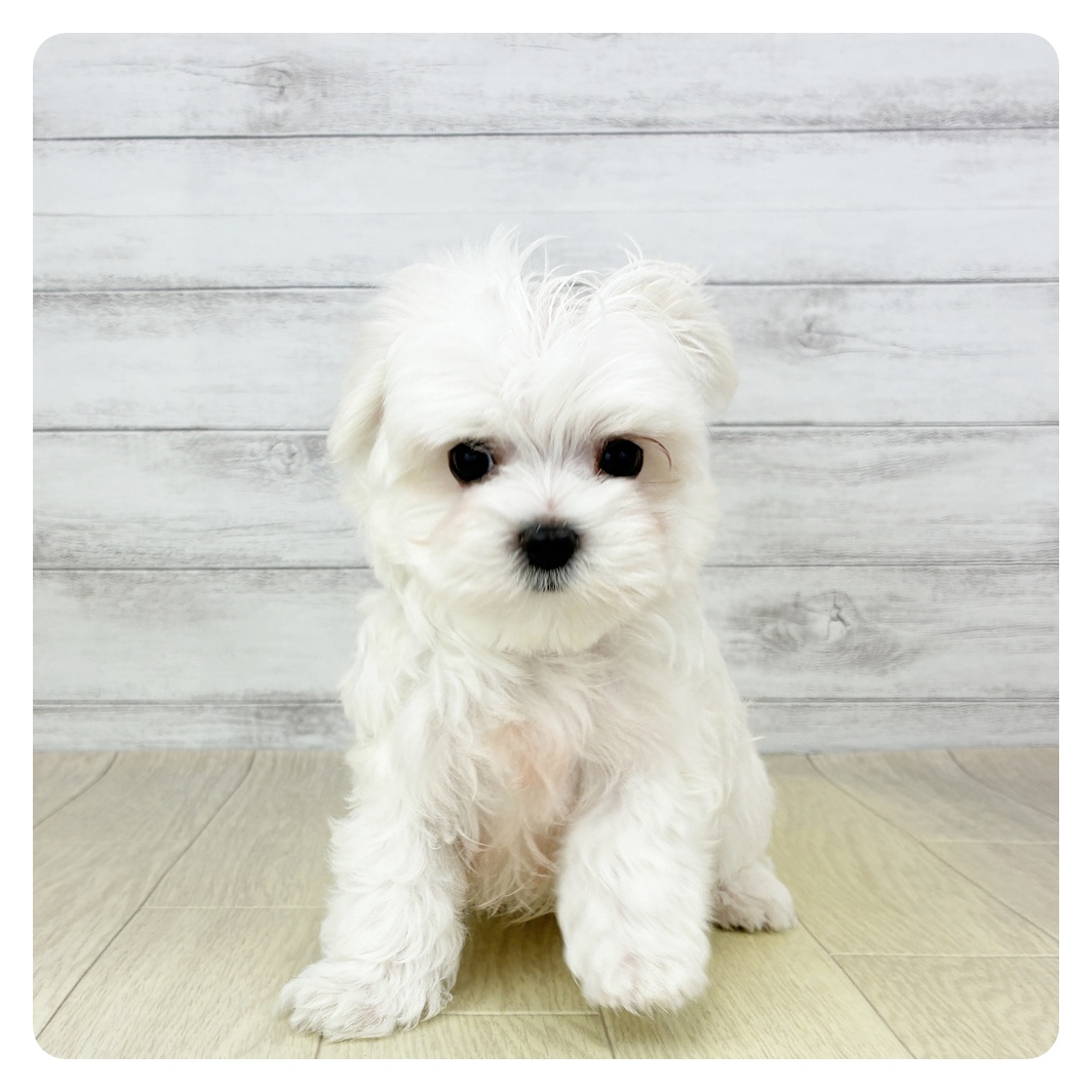 マルチーズ男の子の写真