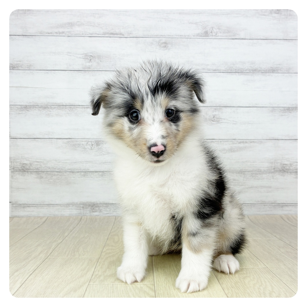 シェットランドシープドッグ女の子の写真