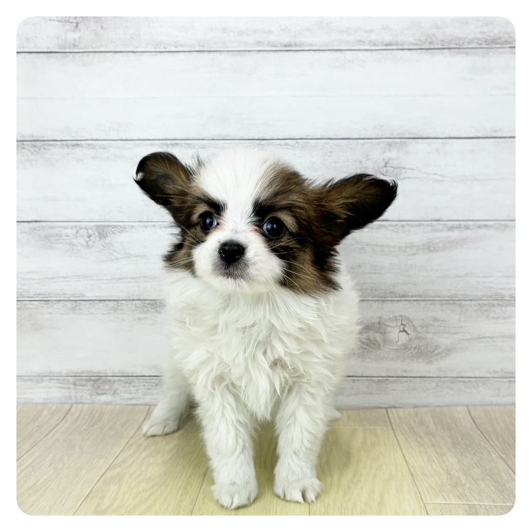 パピヨン女の子の写真