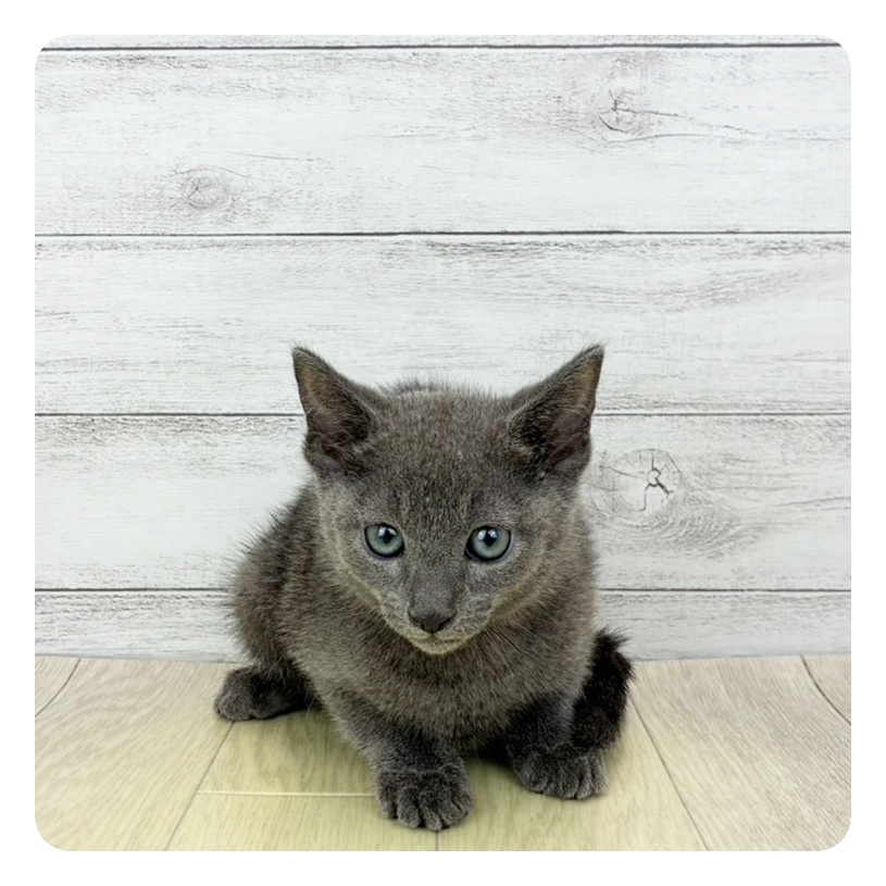 ロシアンブルー男の子の写真